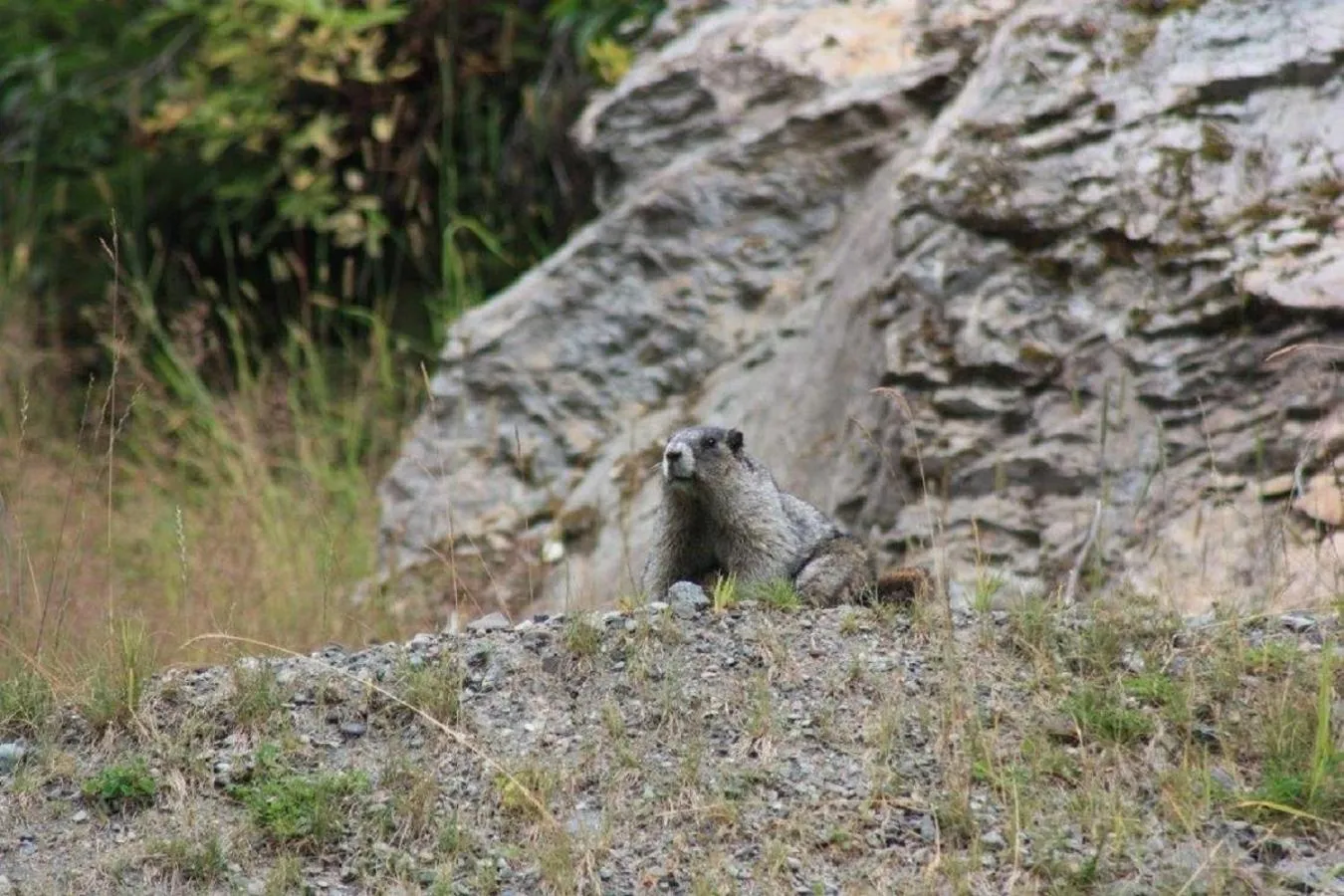 Pets in LDR Lodge - Last Dollar Ranch
