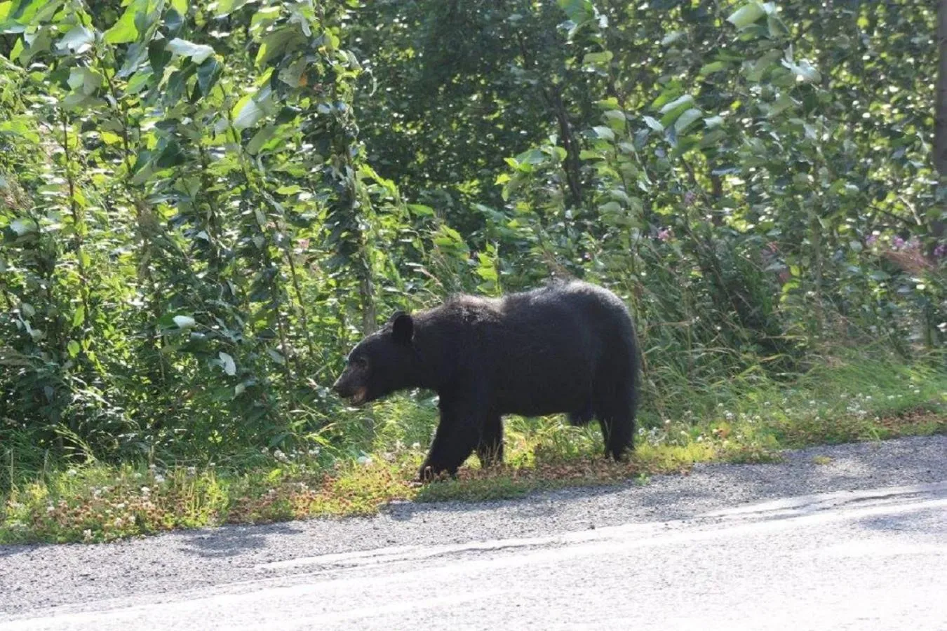 Pets in LDR Lodge - Last Dollar Ranch