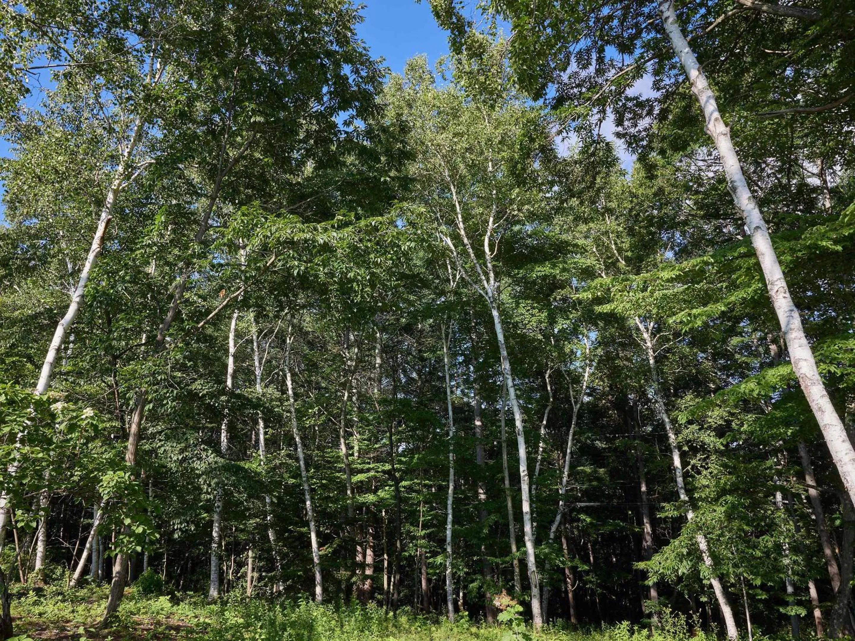 Natural landscape in Arcadia