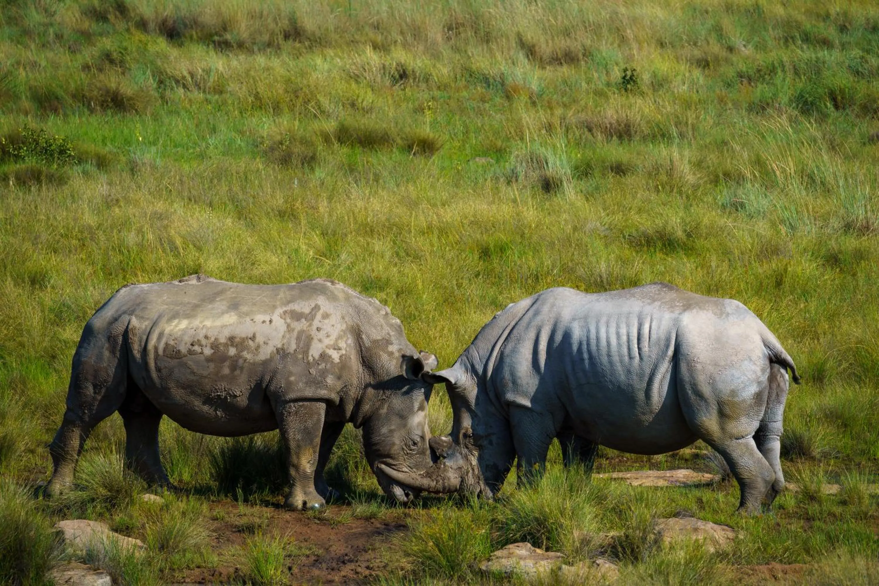 Natural landscape in Elephants Crossing