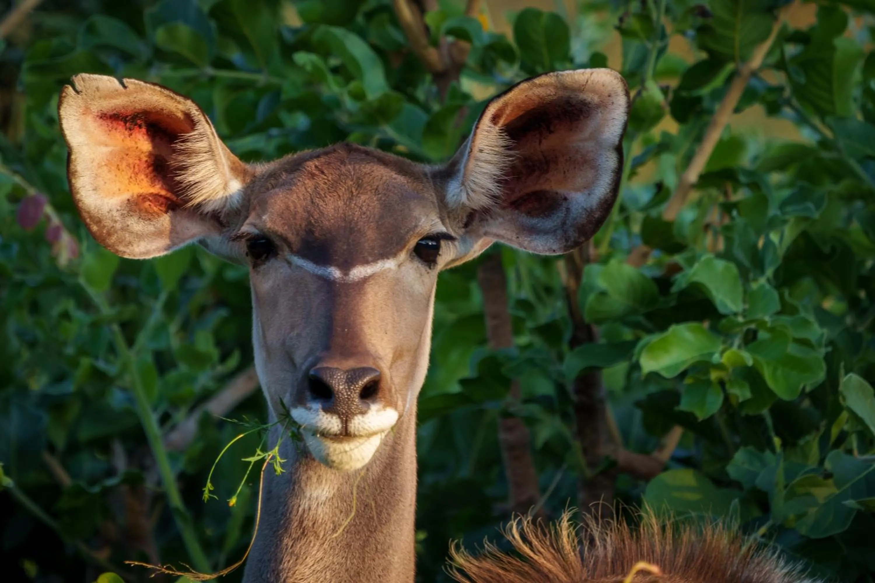 Animals in Elephants Crossing