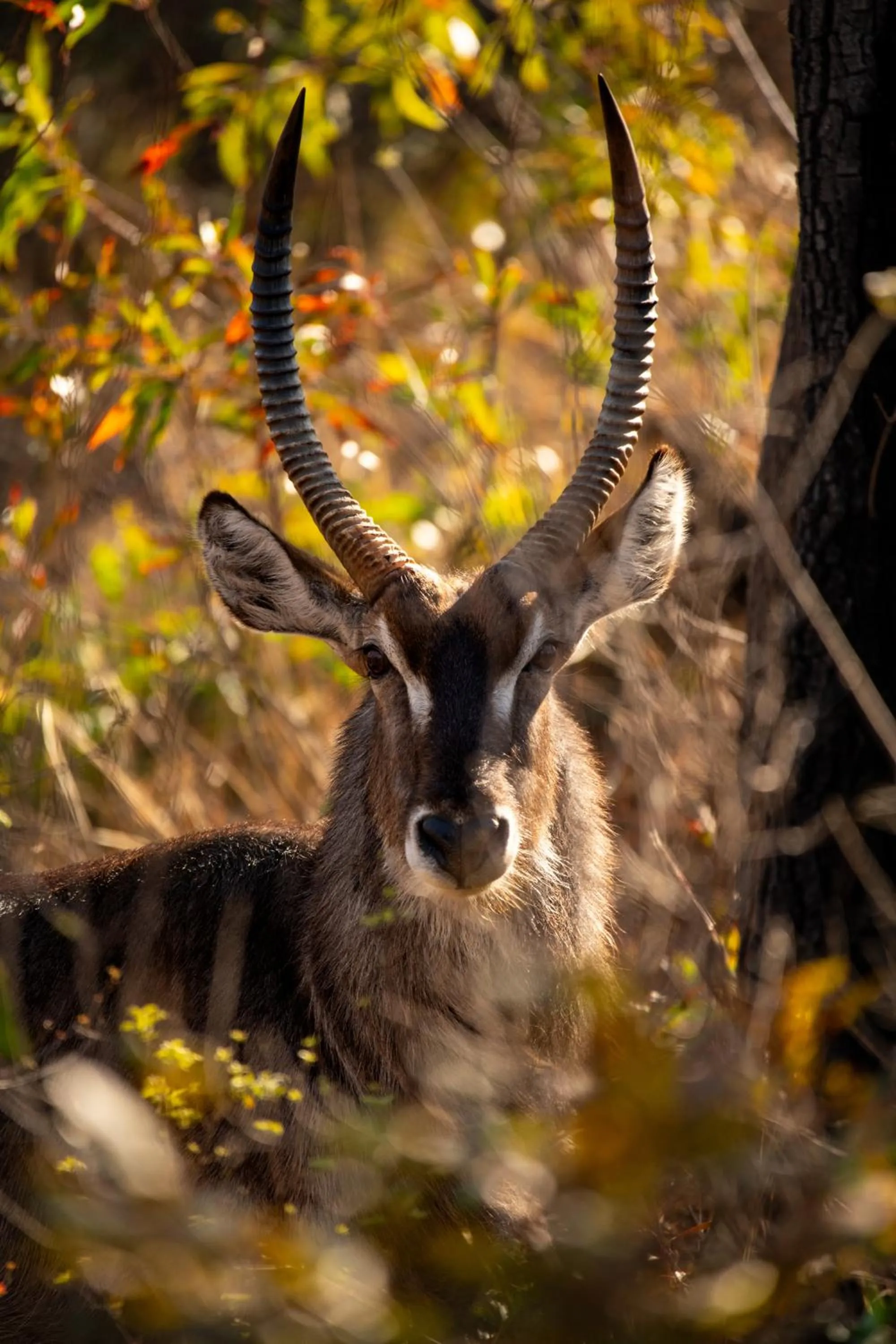 Day in Elephants Crossing