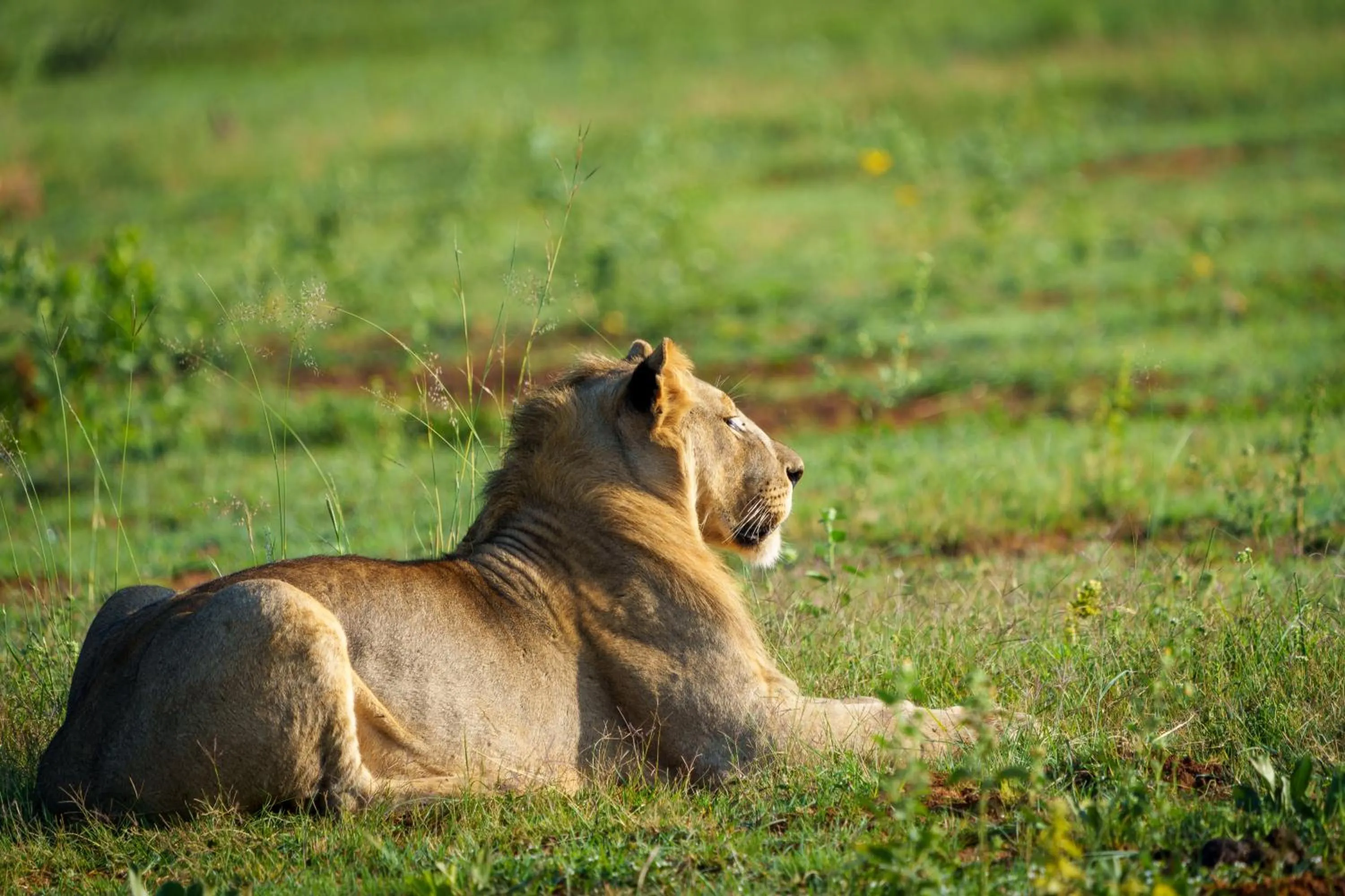 Natural landscape in Elephants Crossing