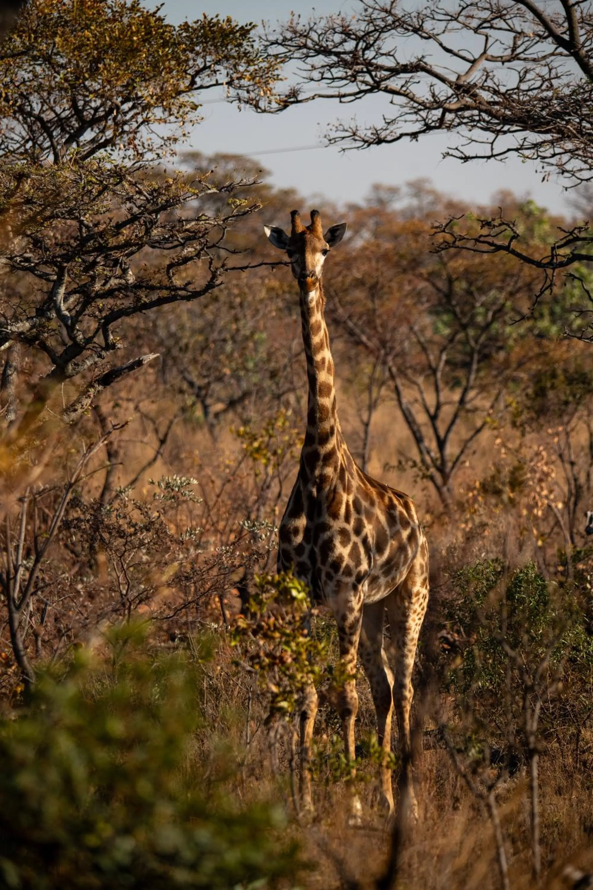 Natural landscape in Elephants Crossing