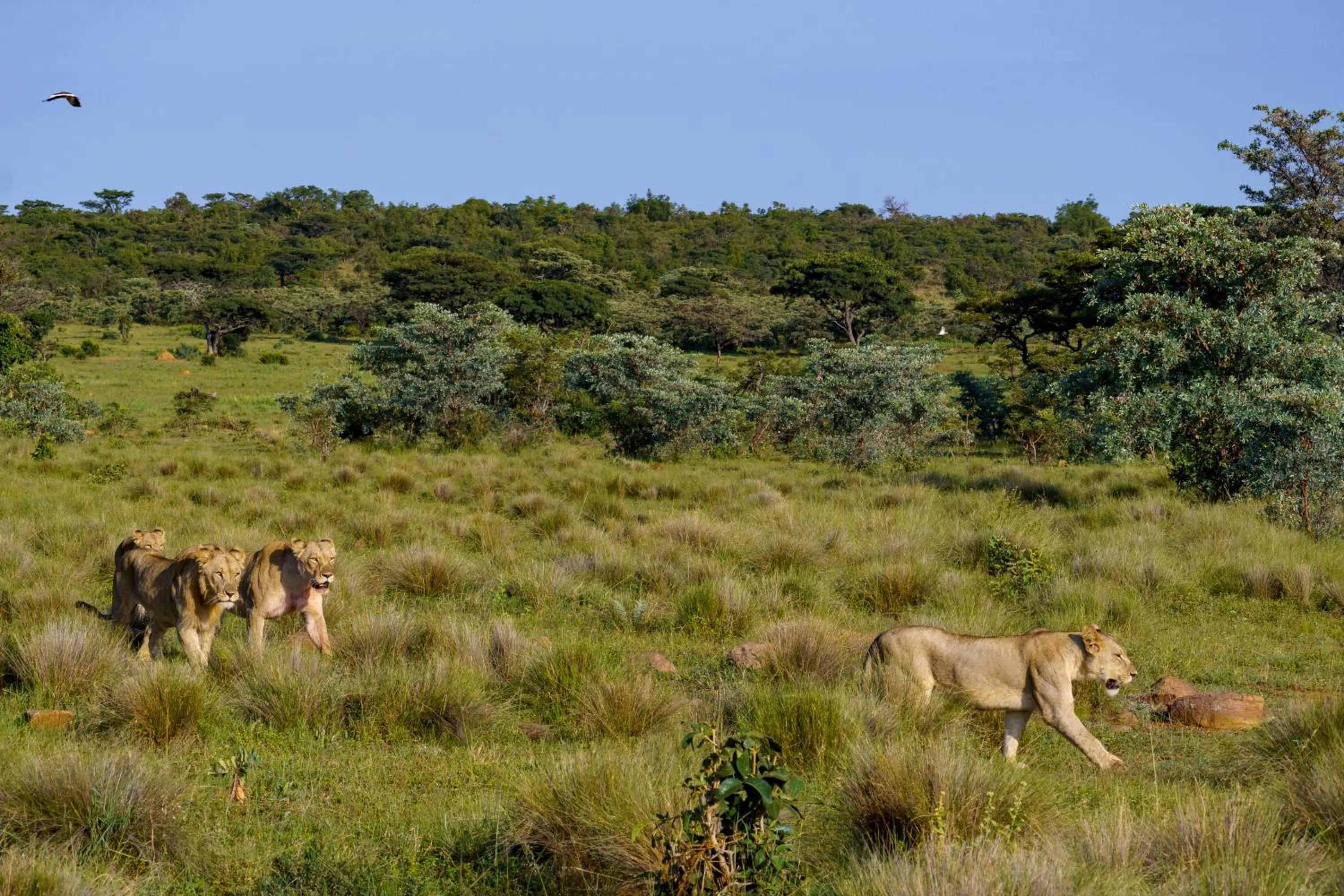 Natural landscape in Elephants Crossing