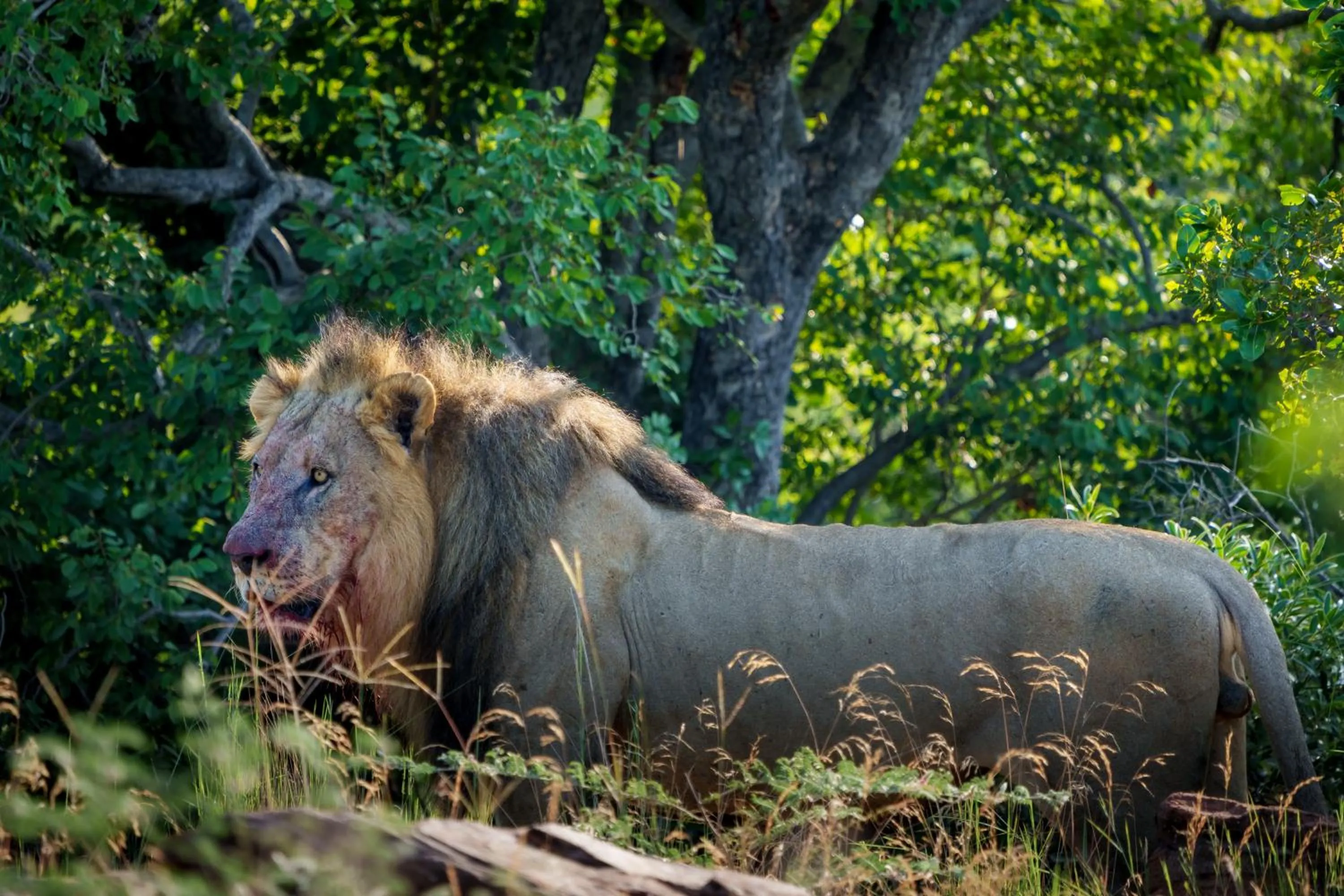 Natural landscape in Elephants Crossing