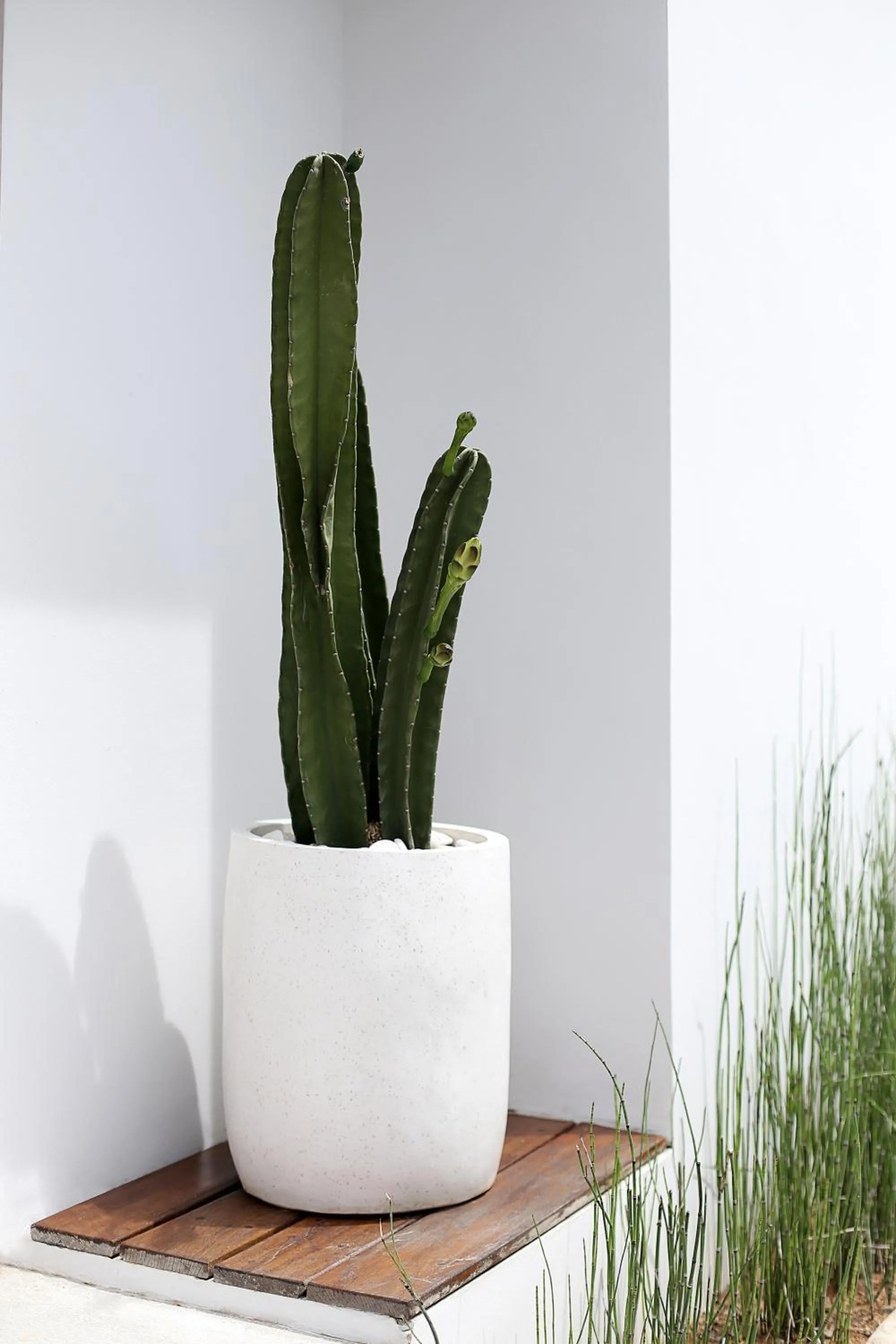 Garden in Adults-Only Luxury Studio Private Pool & Free Gym