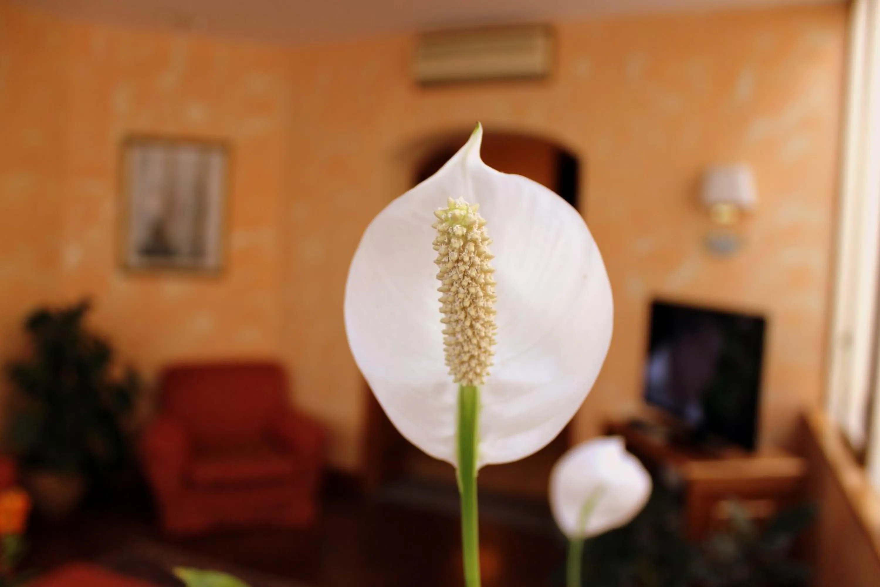 Decorative detail in Hotel Beatrice