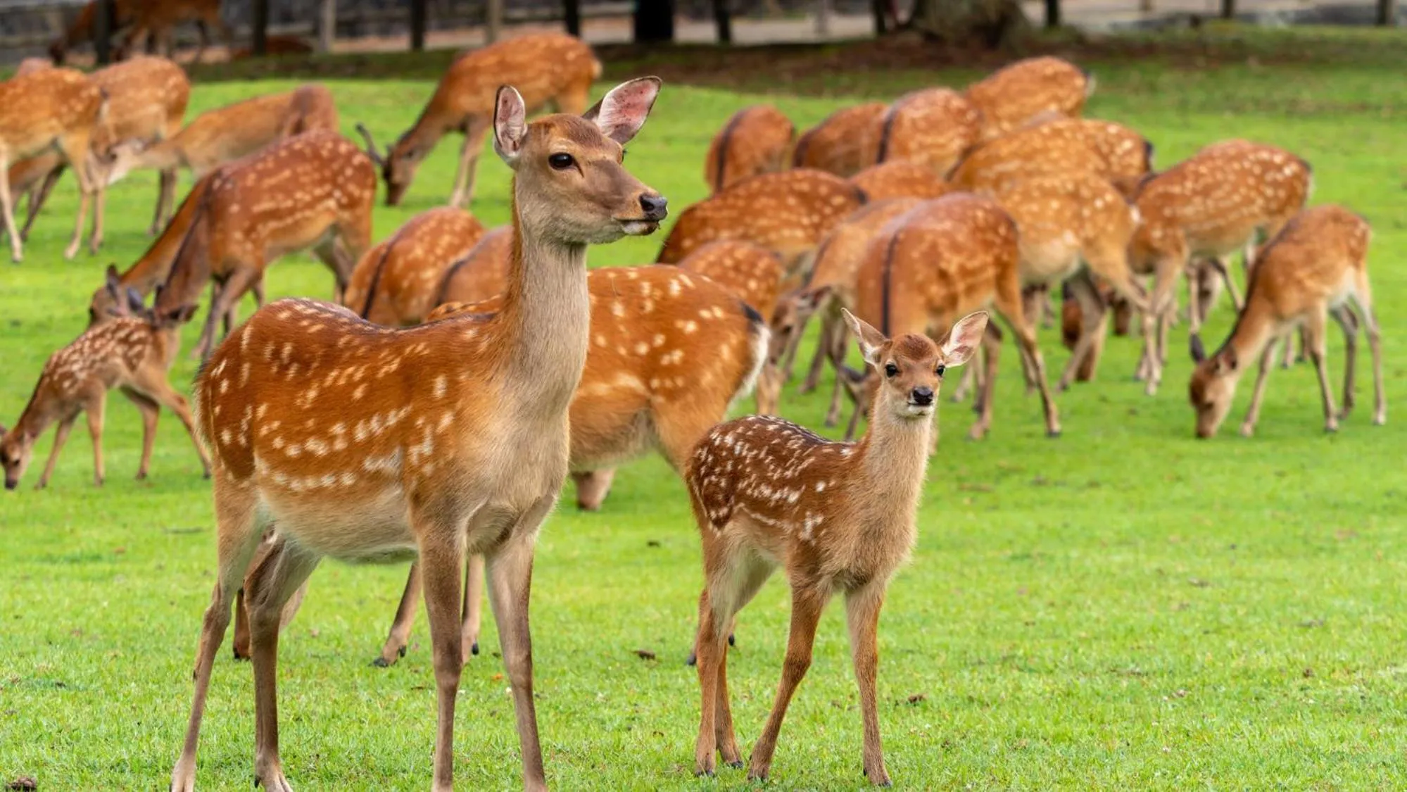 Nearby landmark in Toyoko Inn Nara Shin Omiya Ekimae