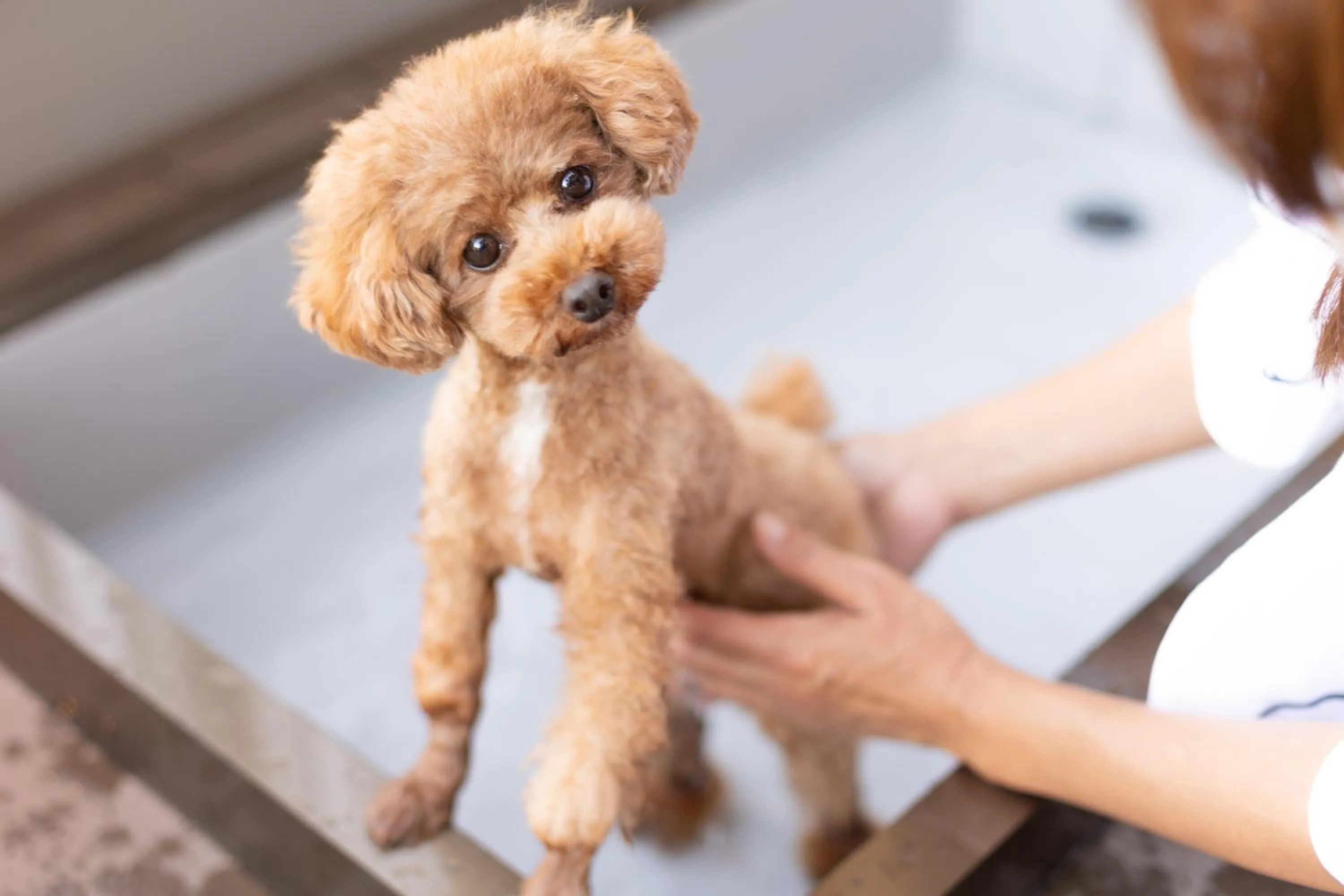 Pets in Komatsuya Hachinobou