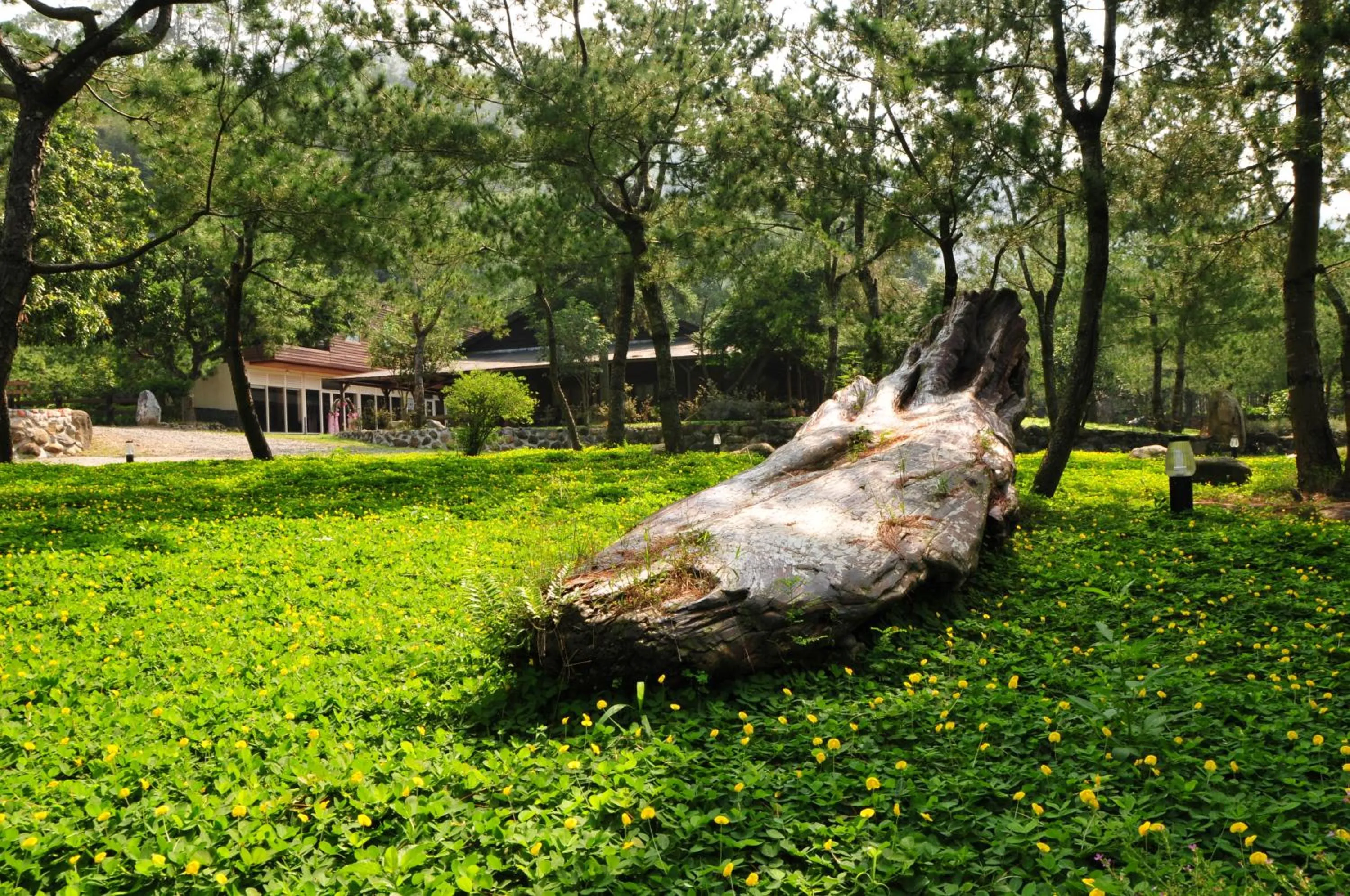 Garden in Zen and Pine Resort
