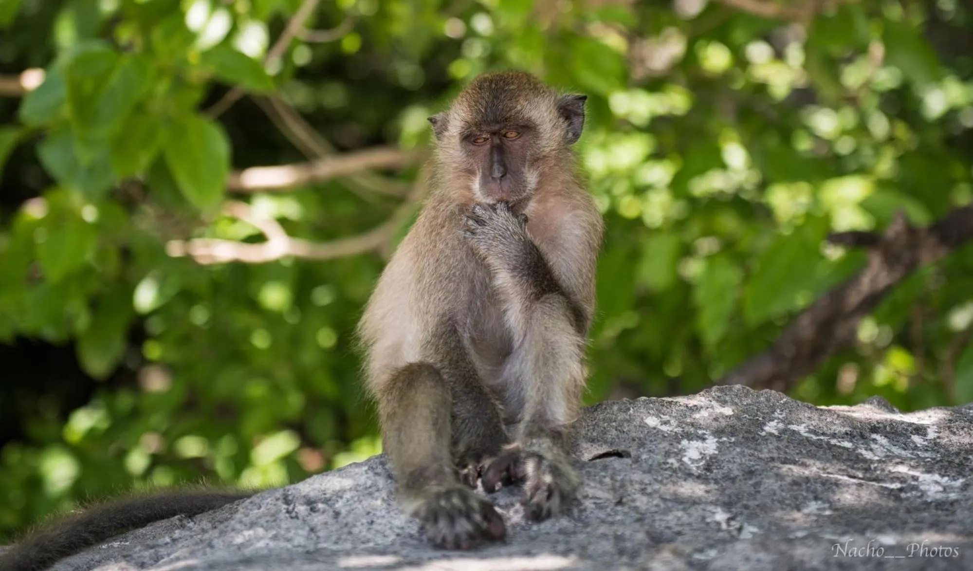 Animals in Coco's Guest House
