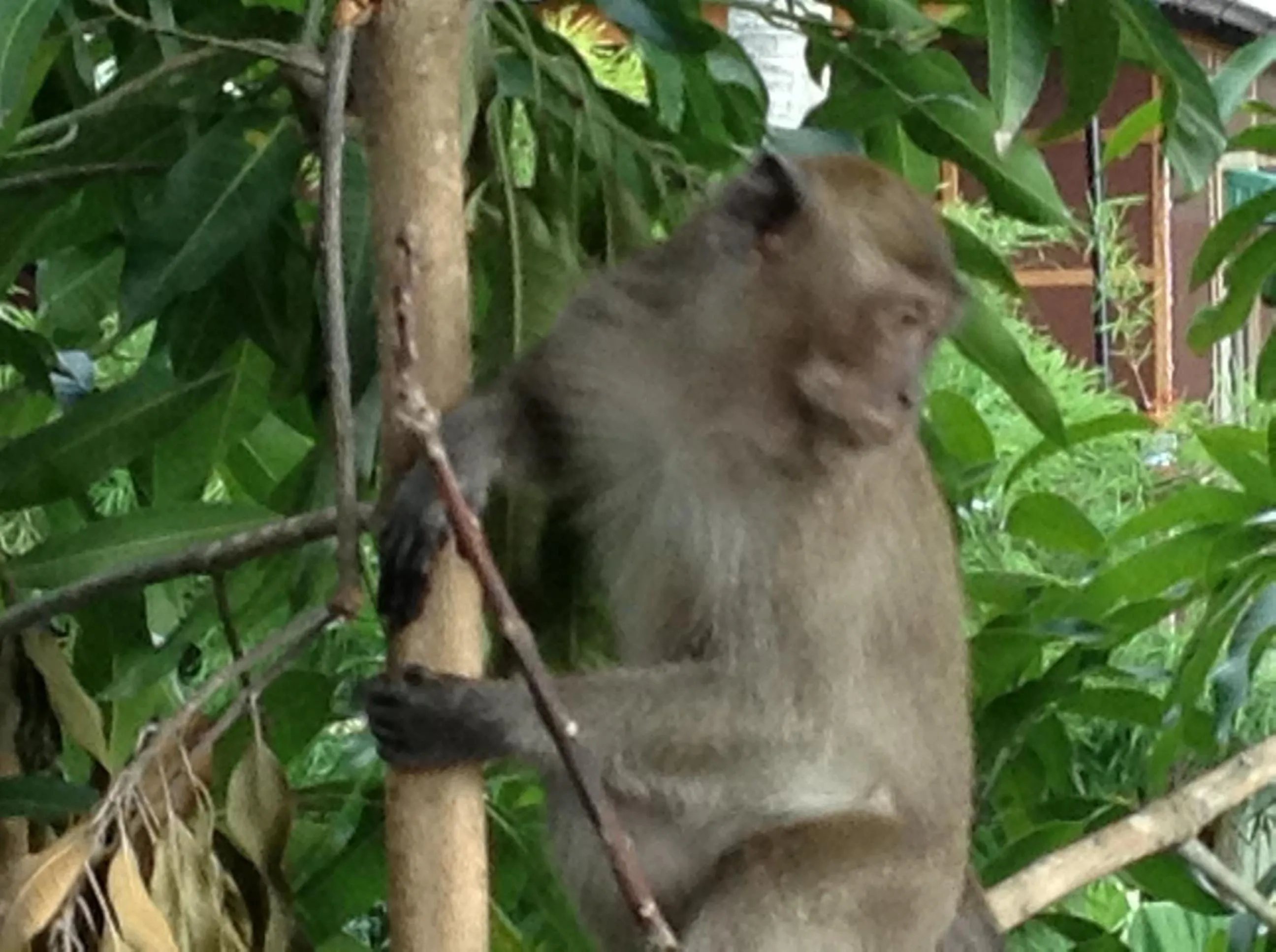 View (from property/room) in Coco's Guest House