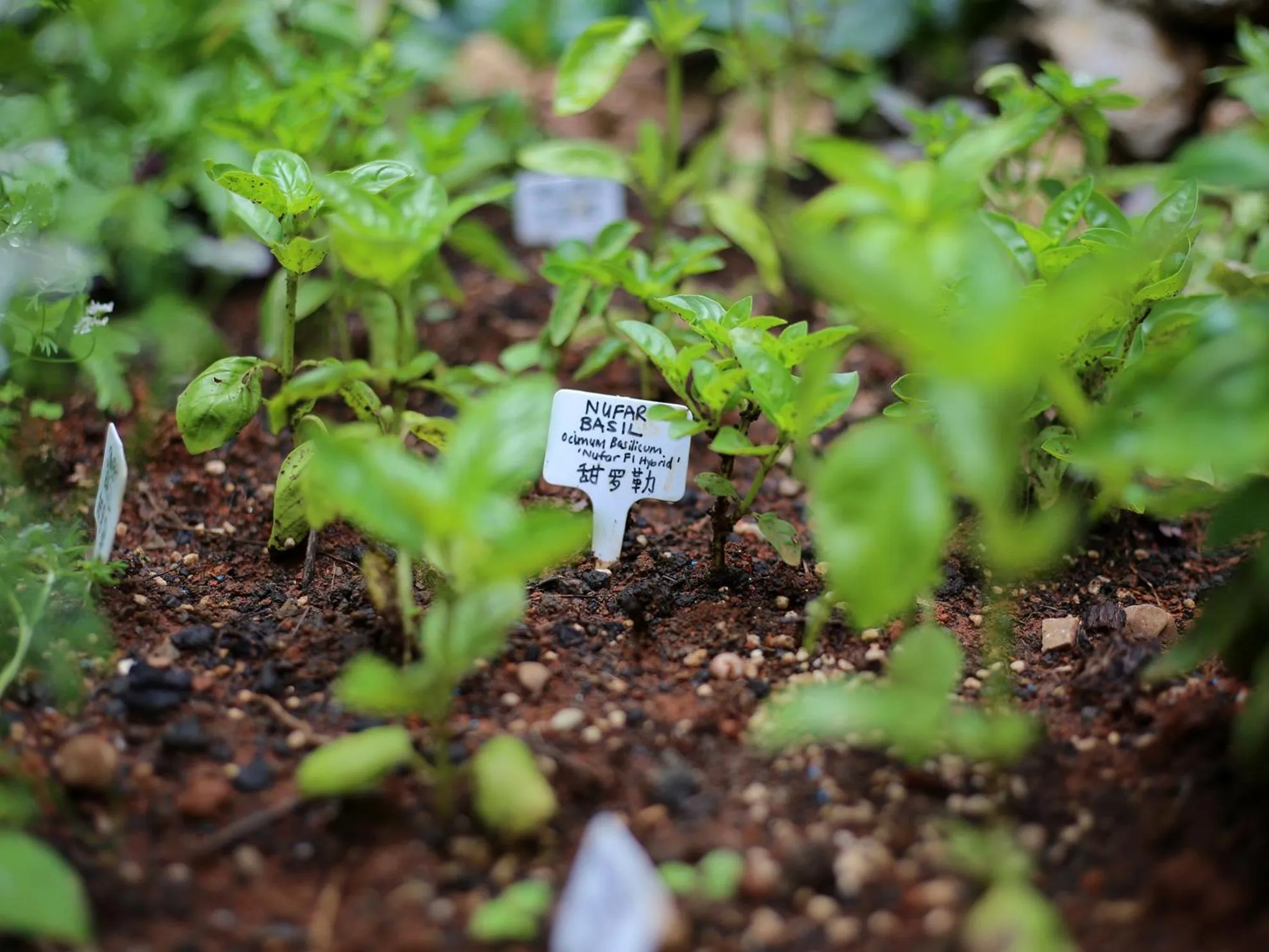 Garden in The Bivou Lijiang