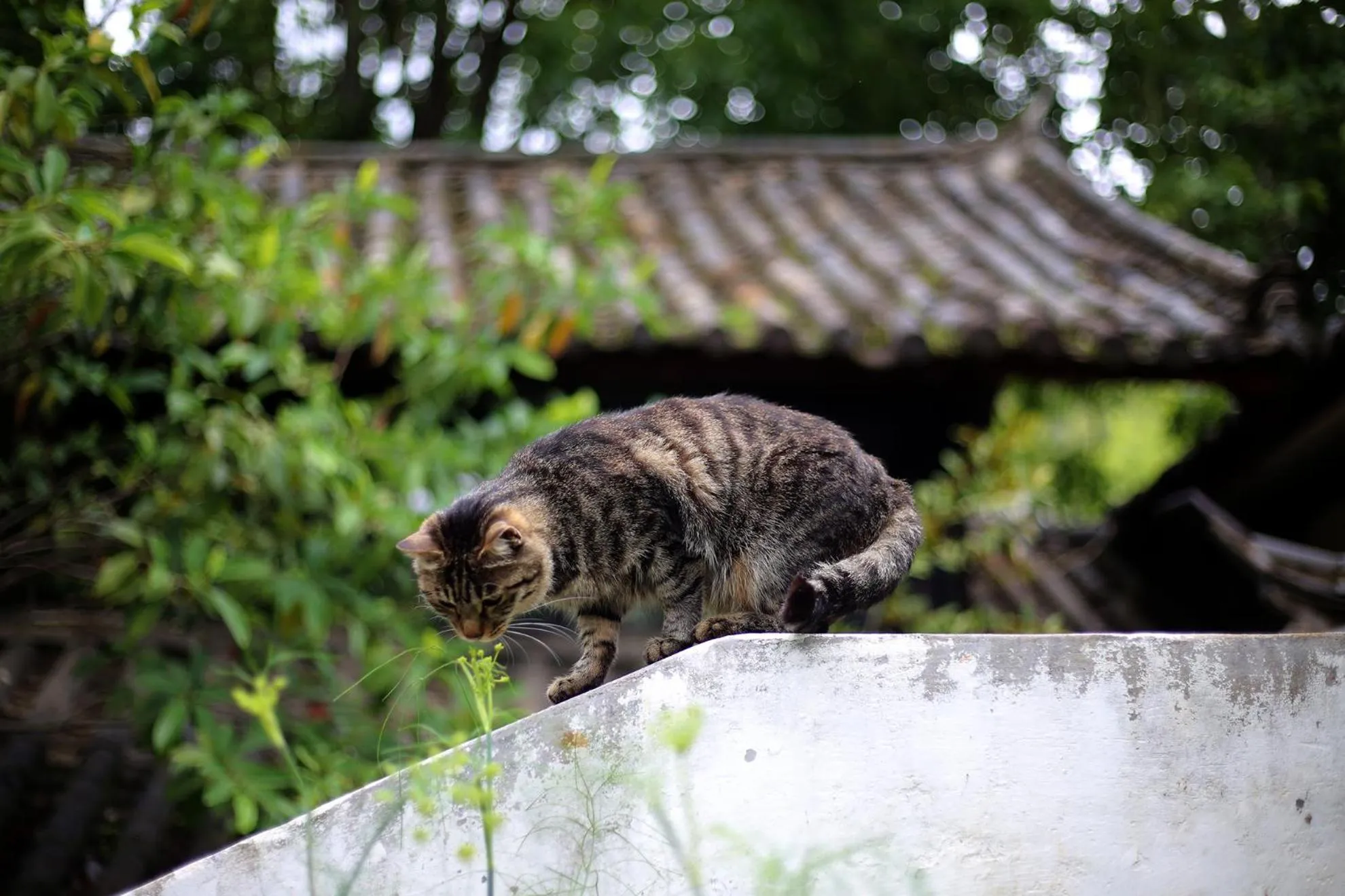 Garden in The Bivou Lijiang