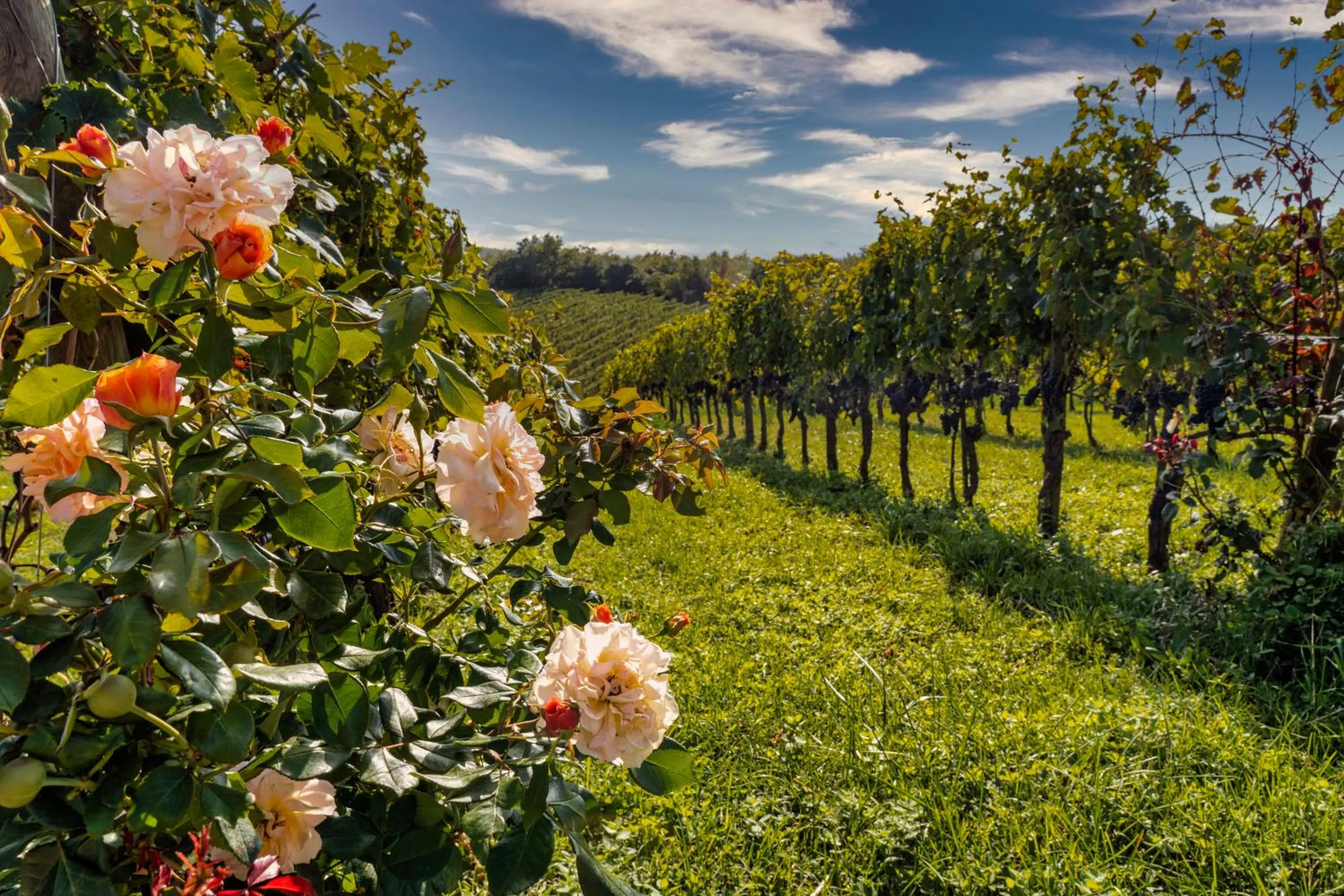 Bird's eye view in Le Ragnaie