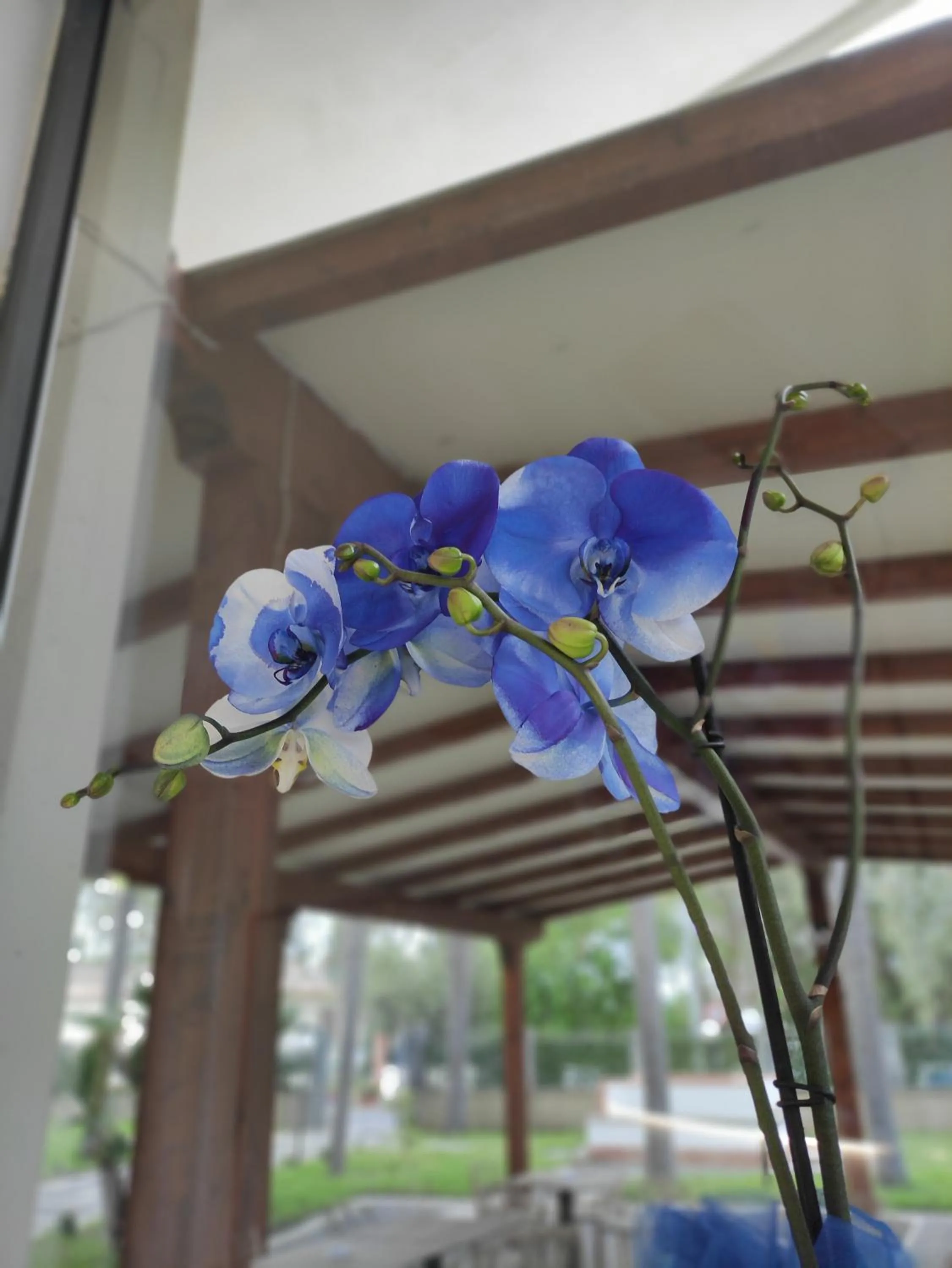 Decorative detail in Oasi Park Hotel