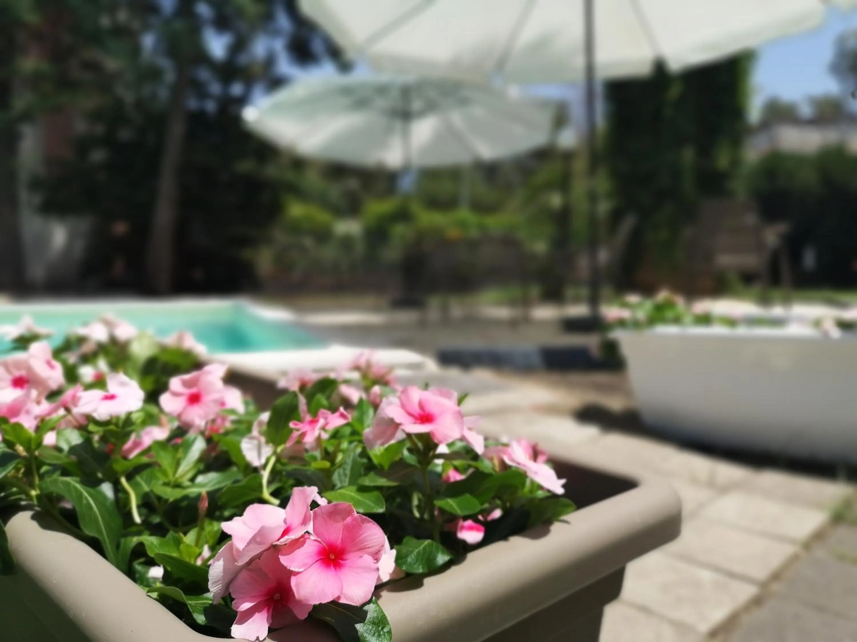 Swimming pool in Oasi Park Hotel