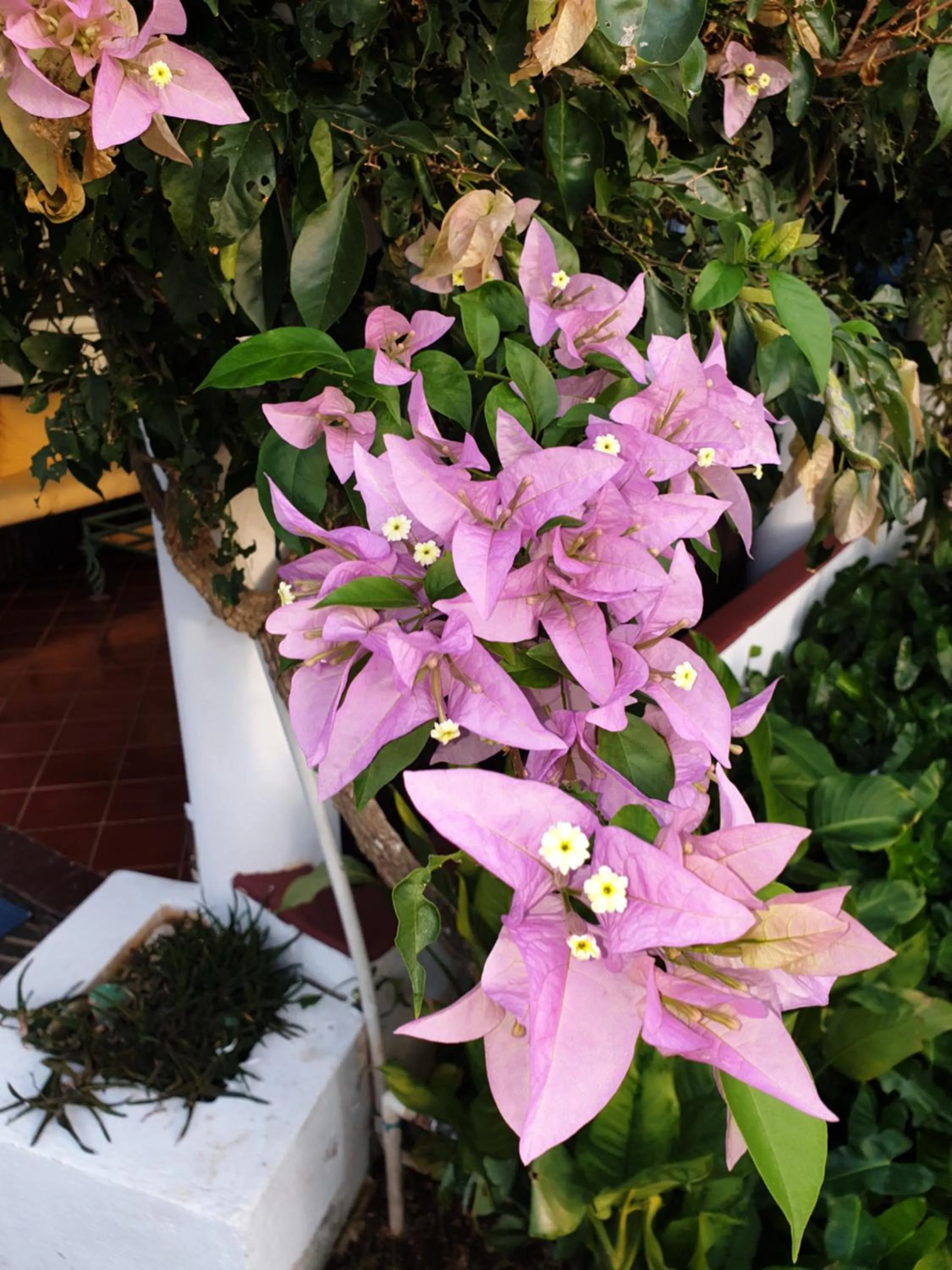 Garden in PLAYA BLANCA BED AND BREAKFAST