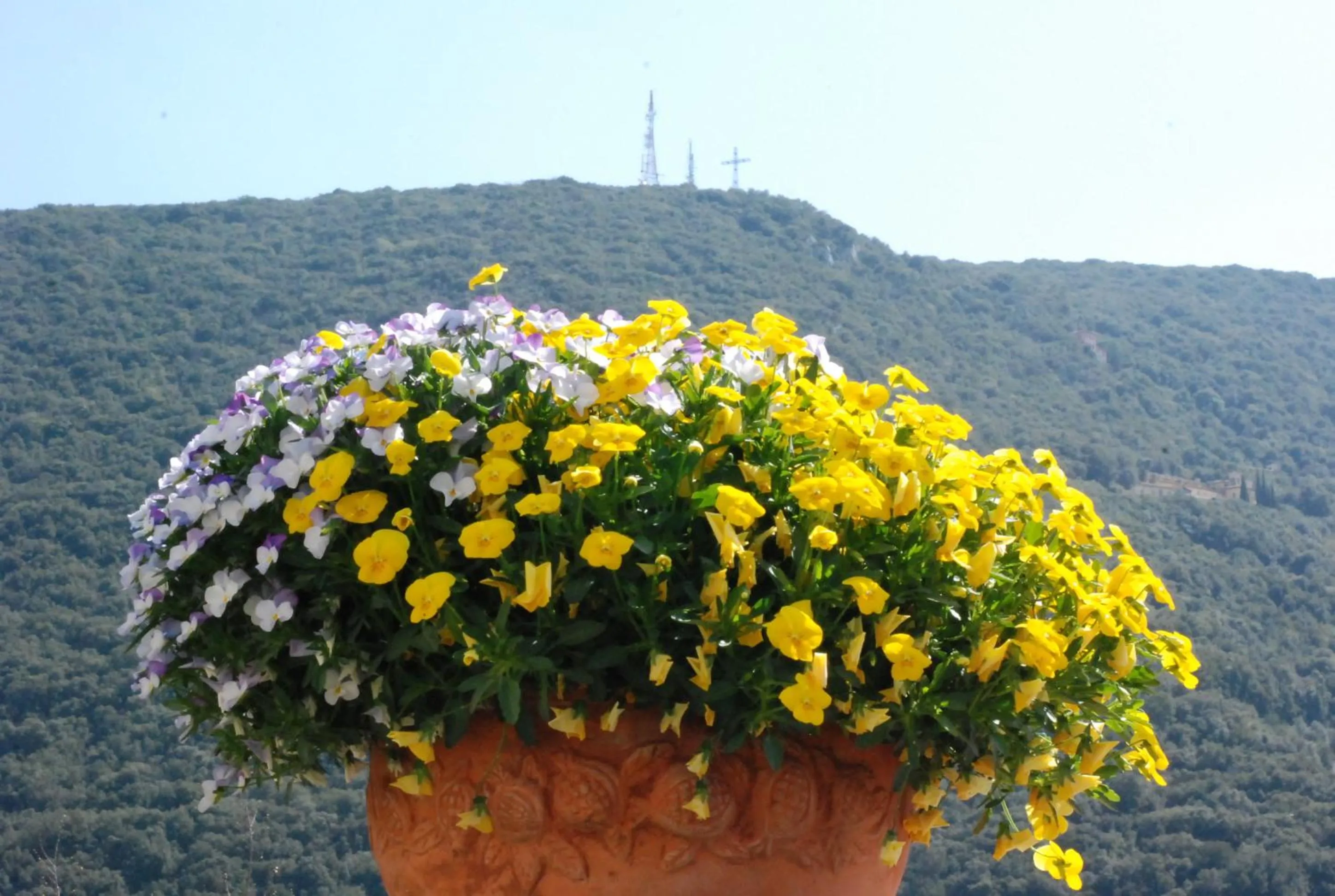 Garden in Palazzo Leti Residenza d'Epoca