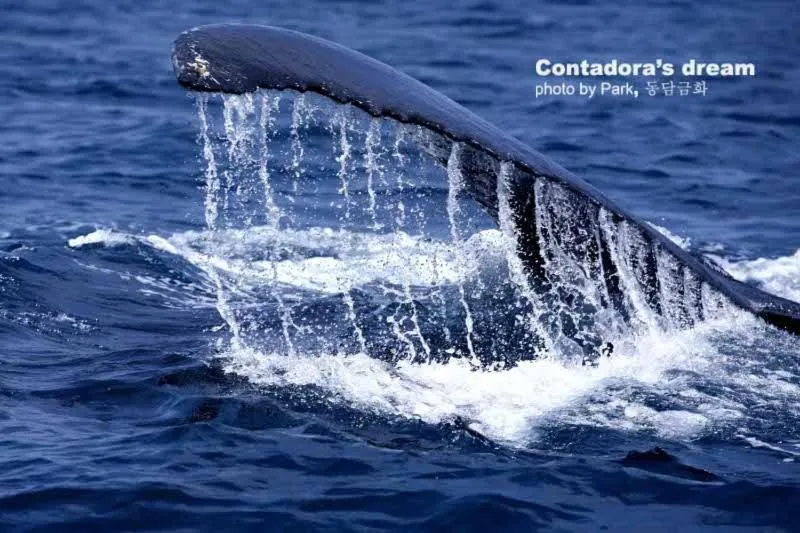 Summer in Casa del Sol Bed and Breakfast