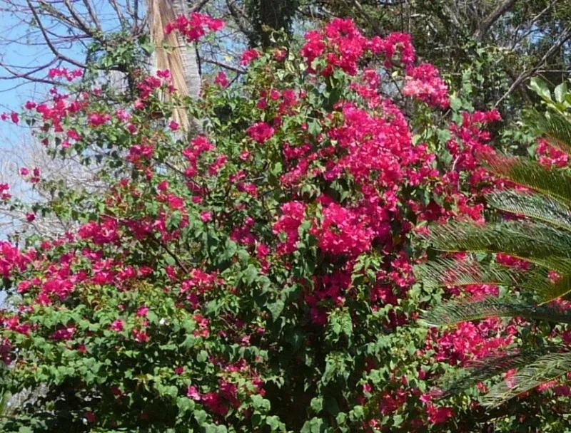 Garden in Casa del Sol Bed and Breakfast