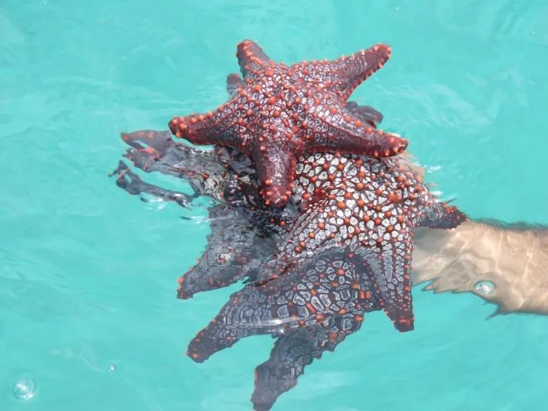 Snorkeling in Casa del Sol Bed and Breakfast