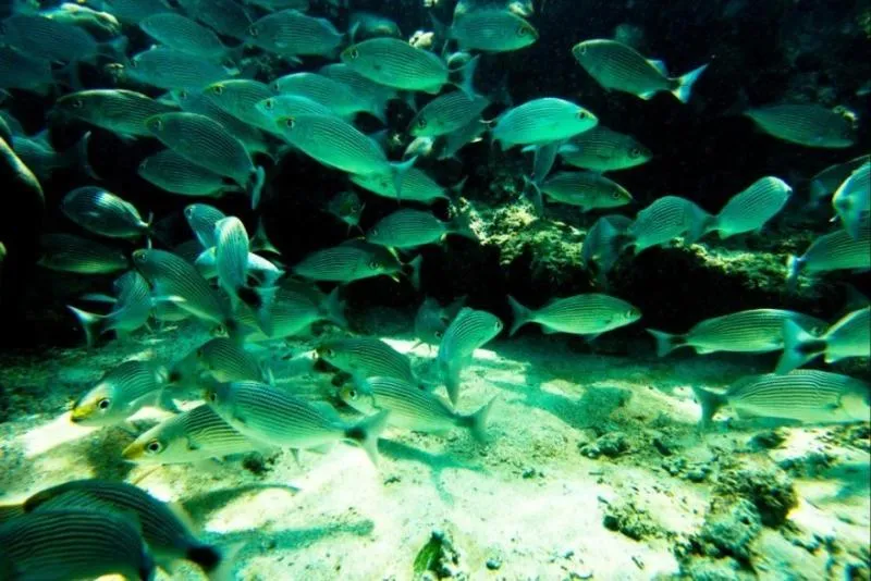 Diving in Casa del Sol Bed and Breakfast