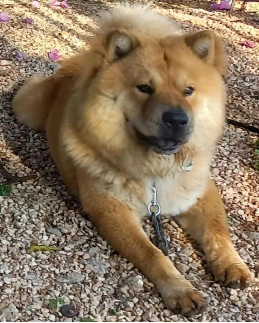 Pets in Buenosdías Izamal