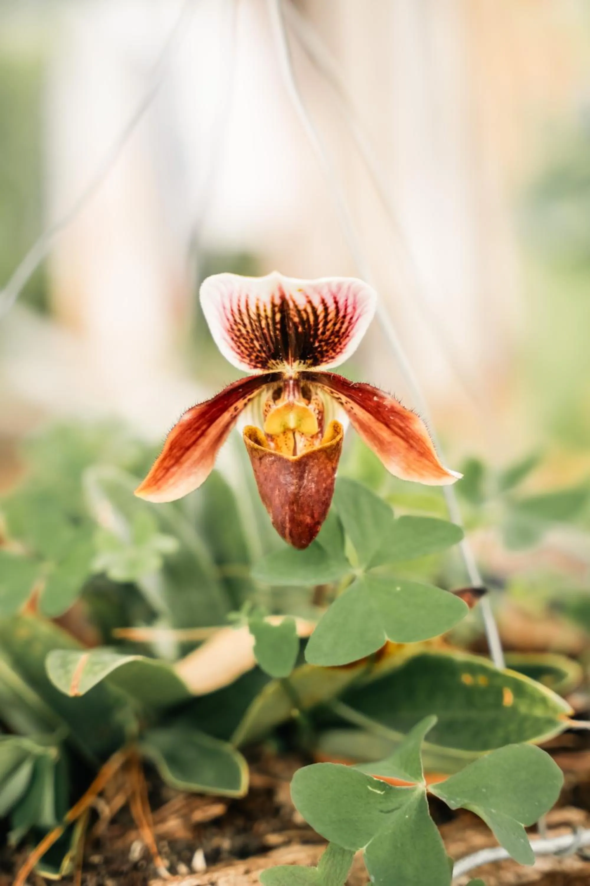 Garden in Hotel La Palma y El Tucán - Café y Naturaleza