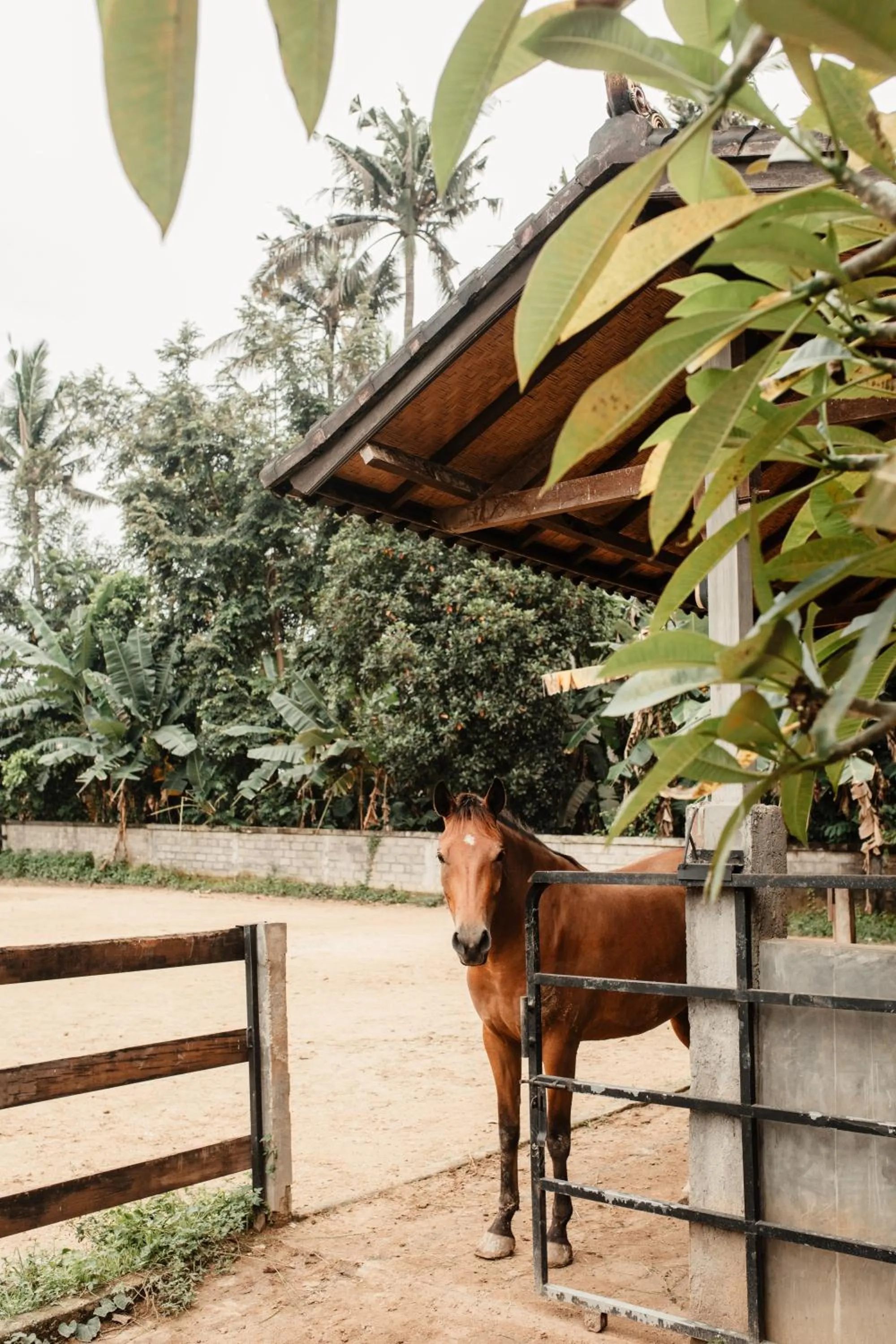Horse-riding in Mandala Desa
