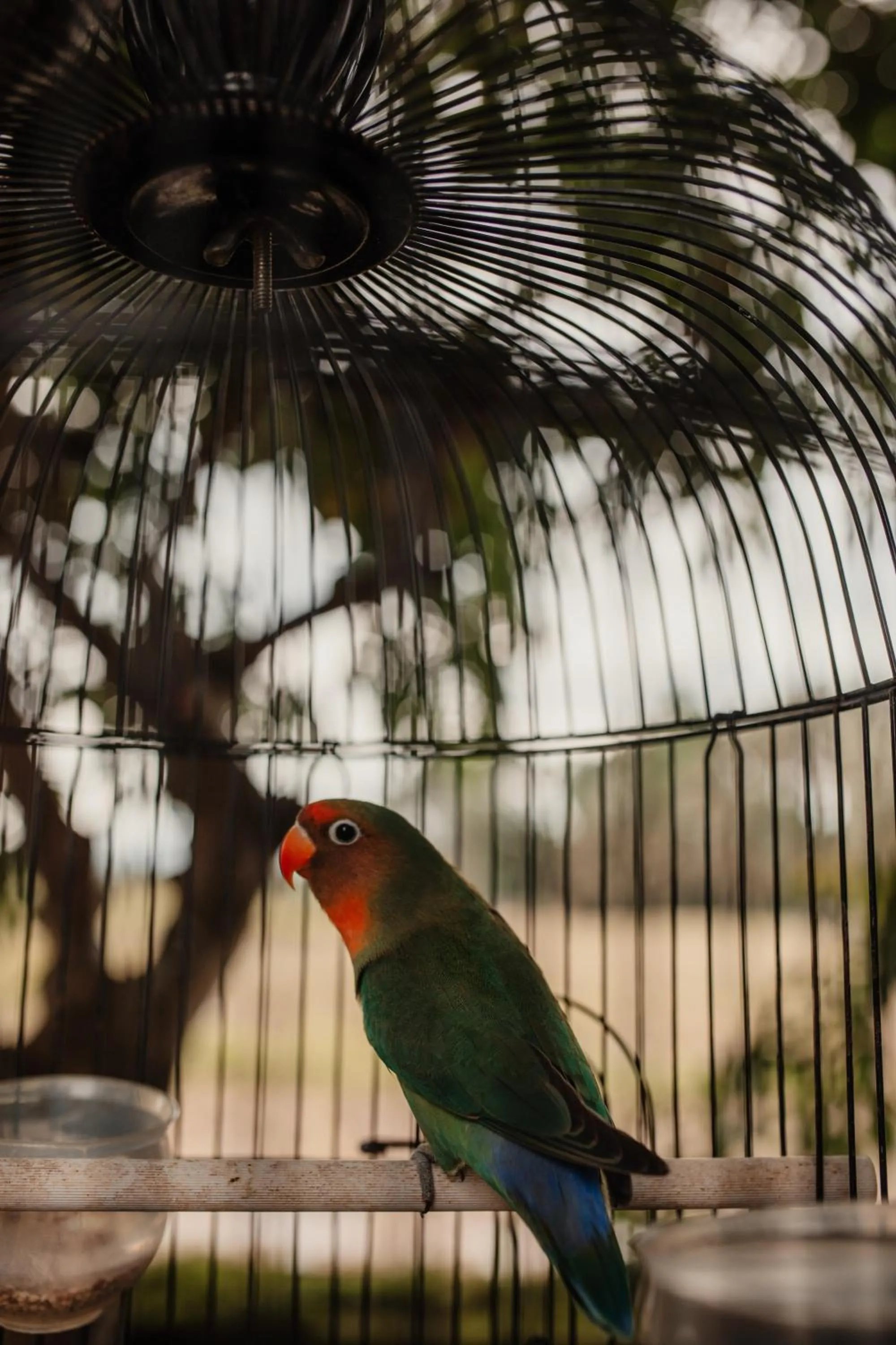 Animals in Mandala Desa