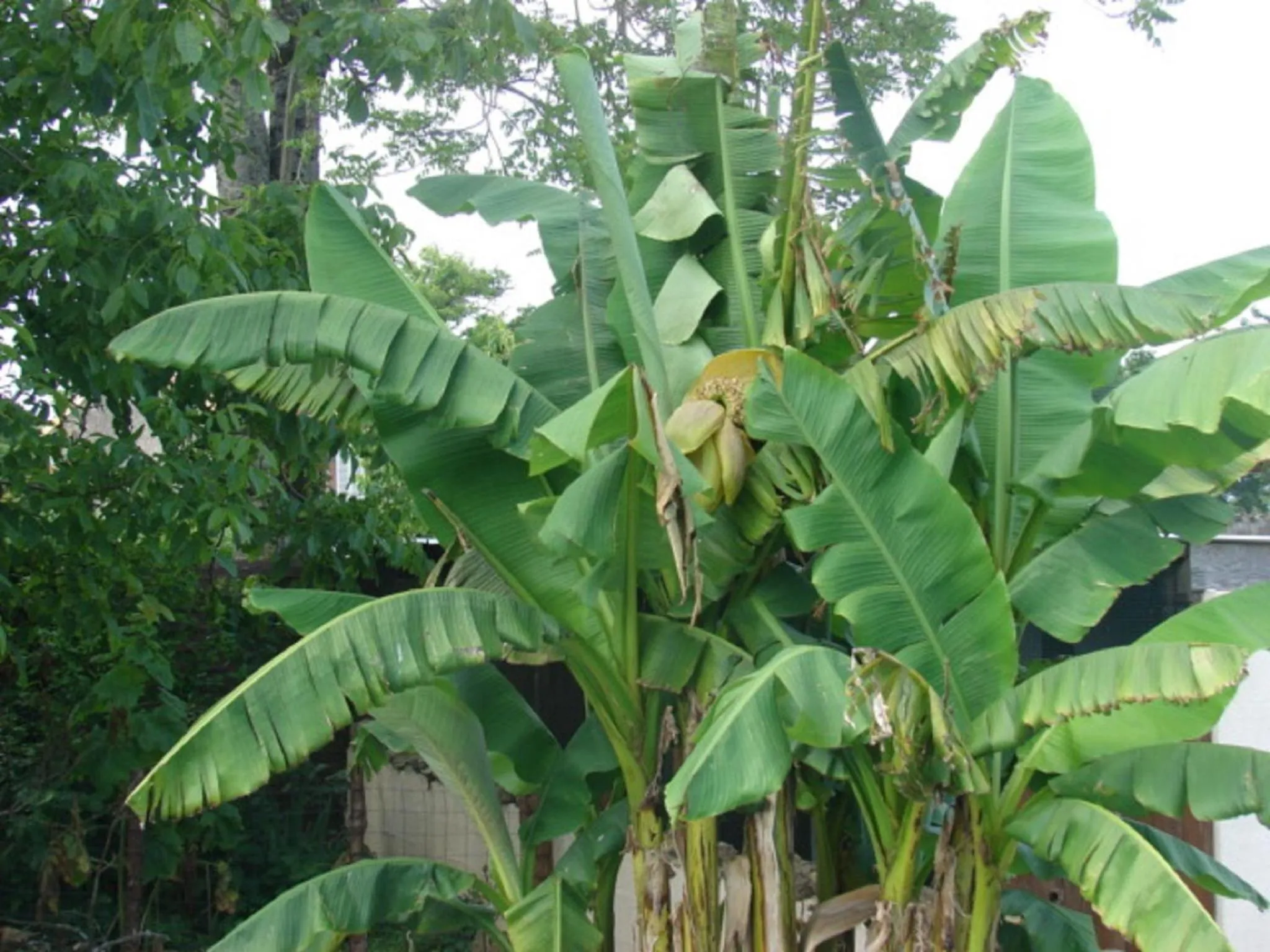 Garden in L'Ancien Presbytère Chambres D'hote ou Gite