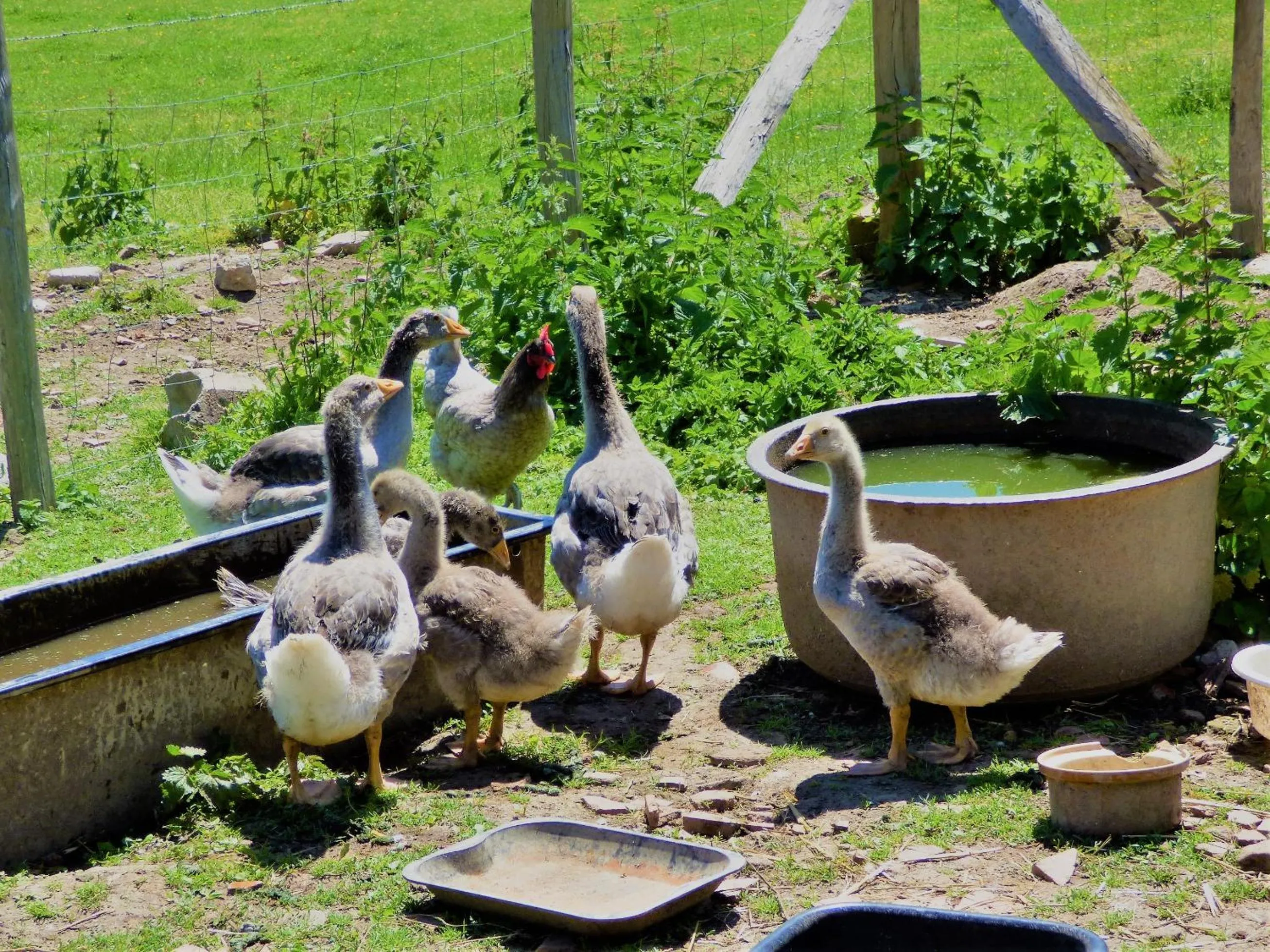 Animals in L'Ancien Presbytère Chambres D'hote ou Gite
