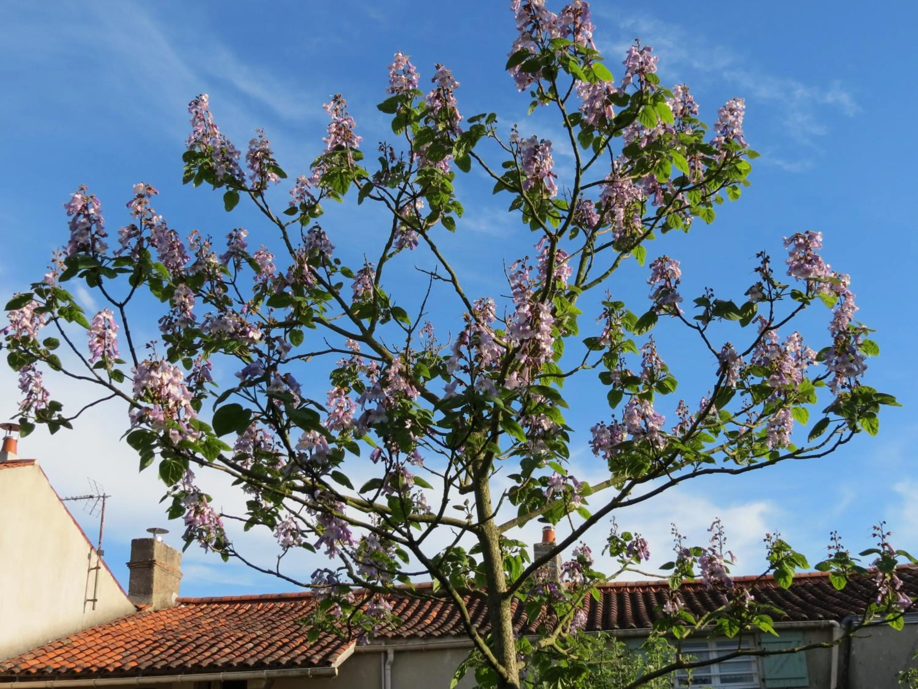 Spring in L'Aubinoise