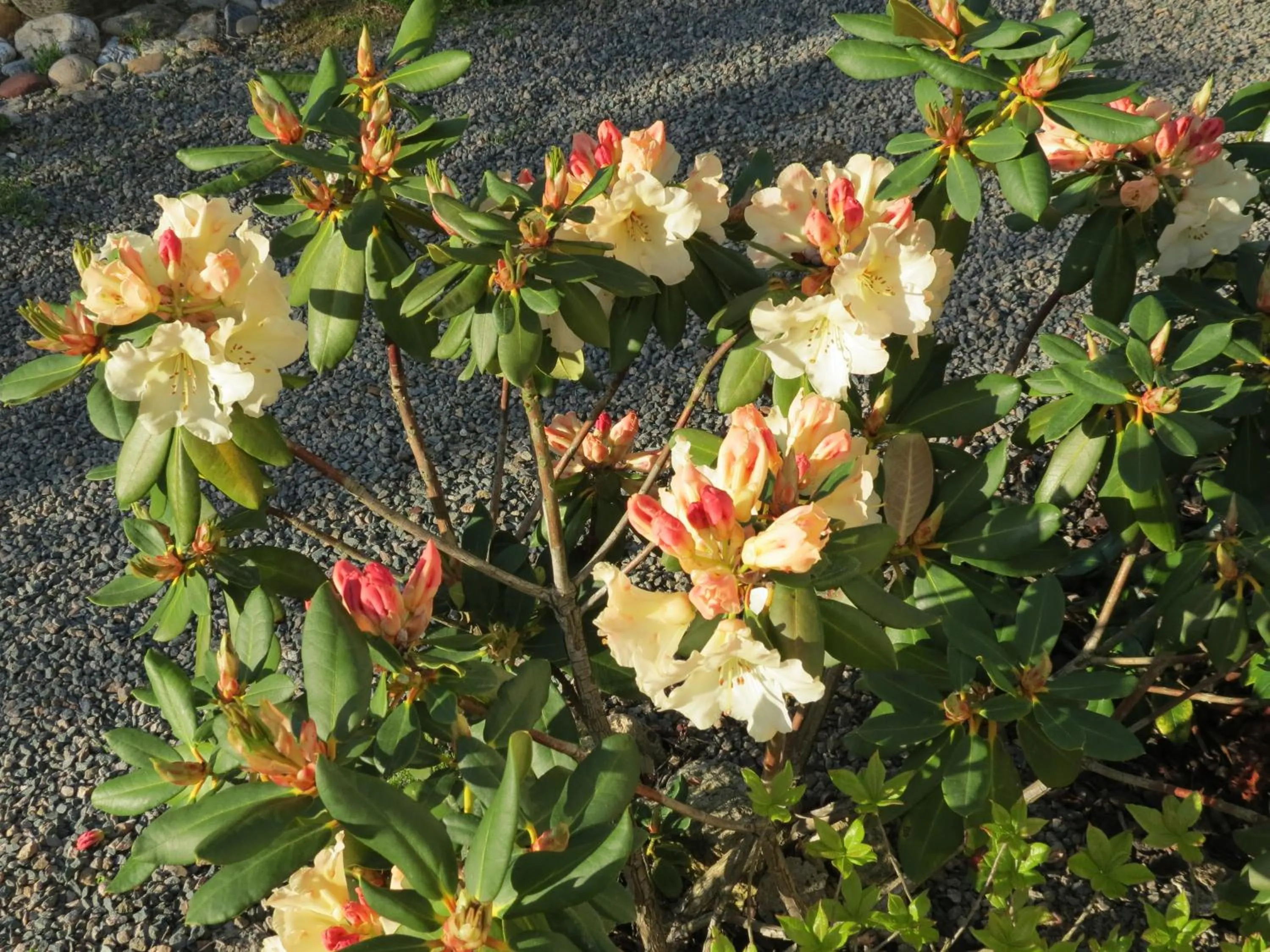 Spring in L'Aubinoise