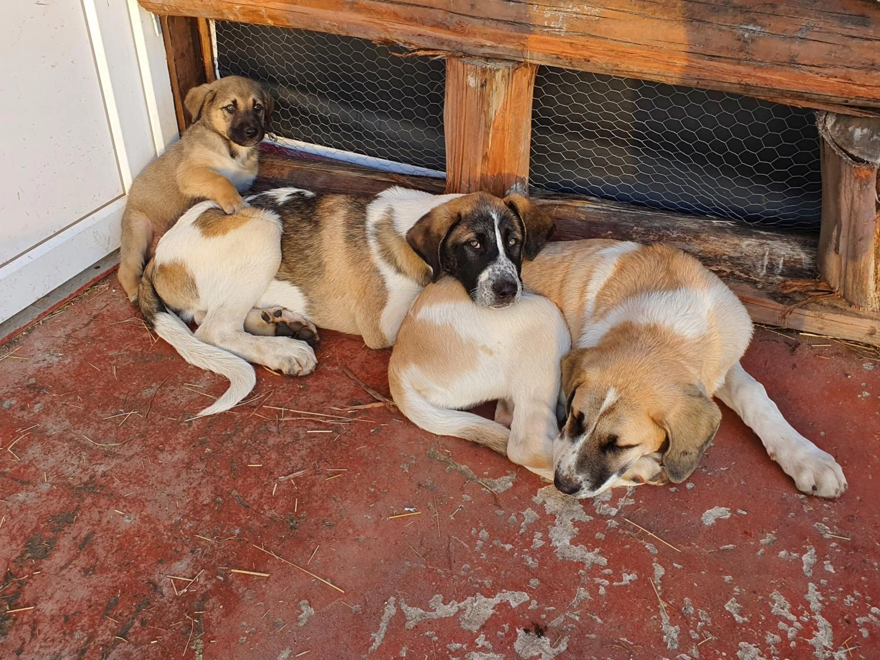 Pets in Gojim Casa Rural