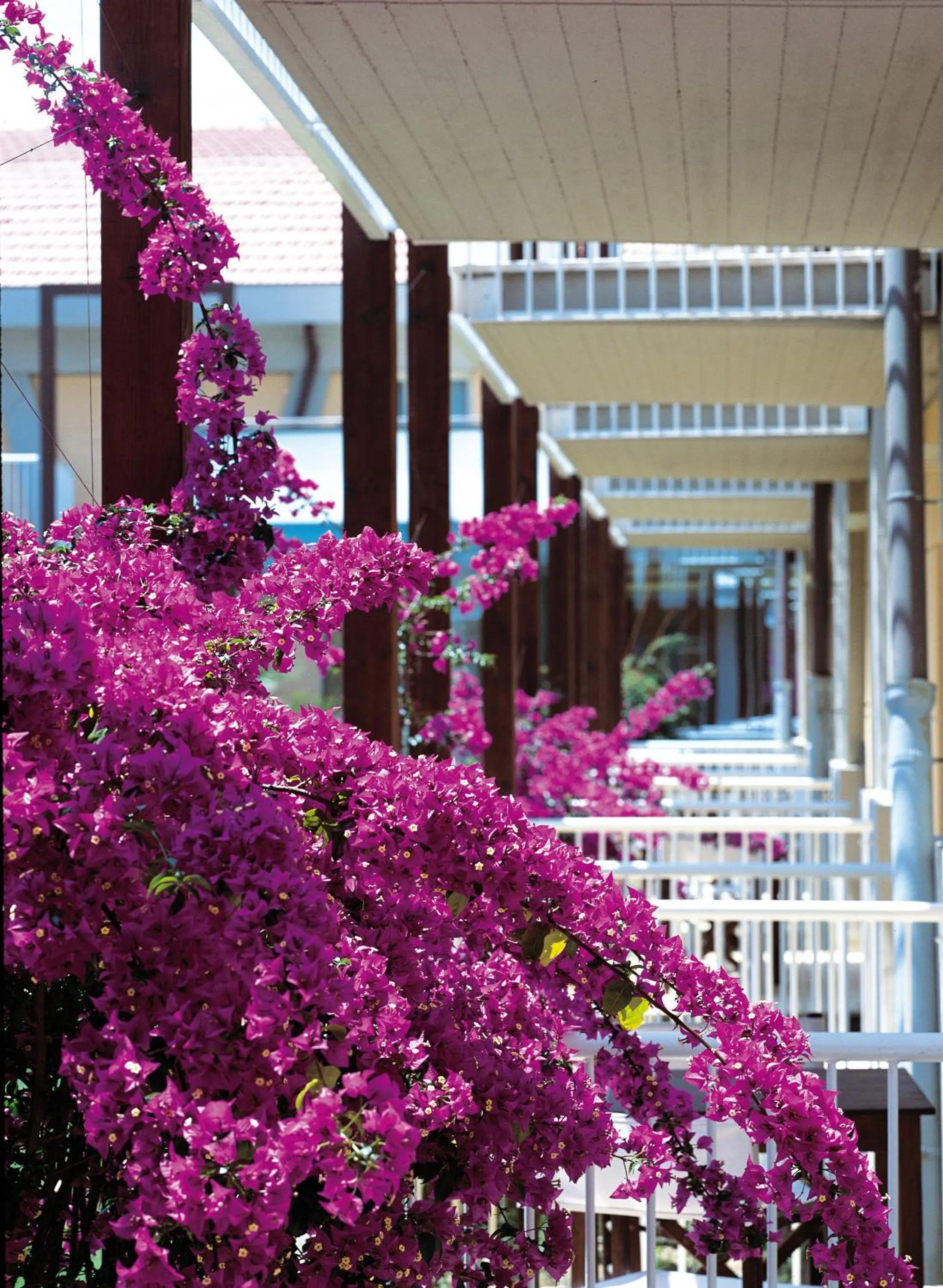 Balcony/Terrace in TH Tirrenia - Green Park Resort