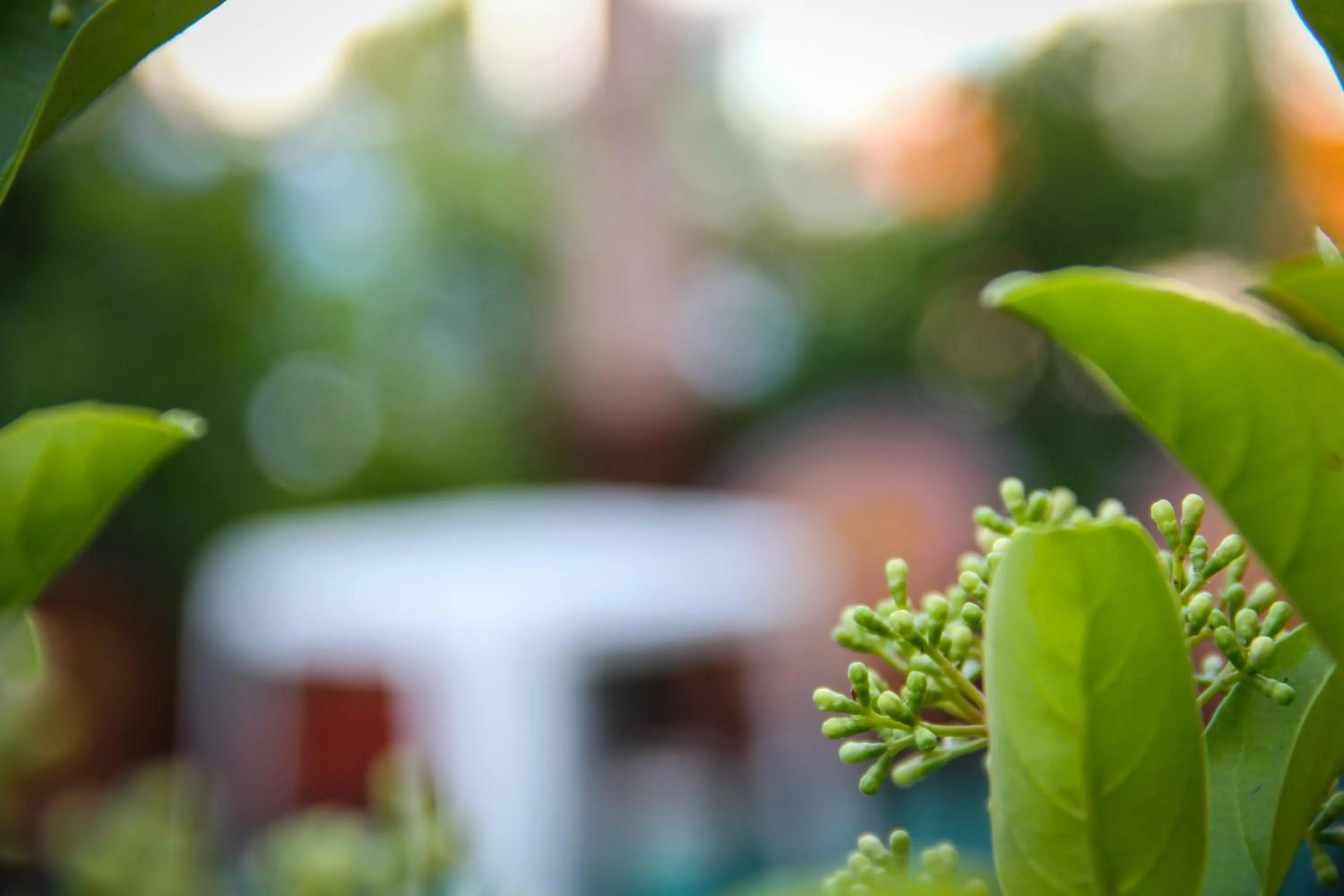 Garden in Hotel Santa Marta