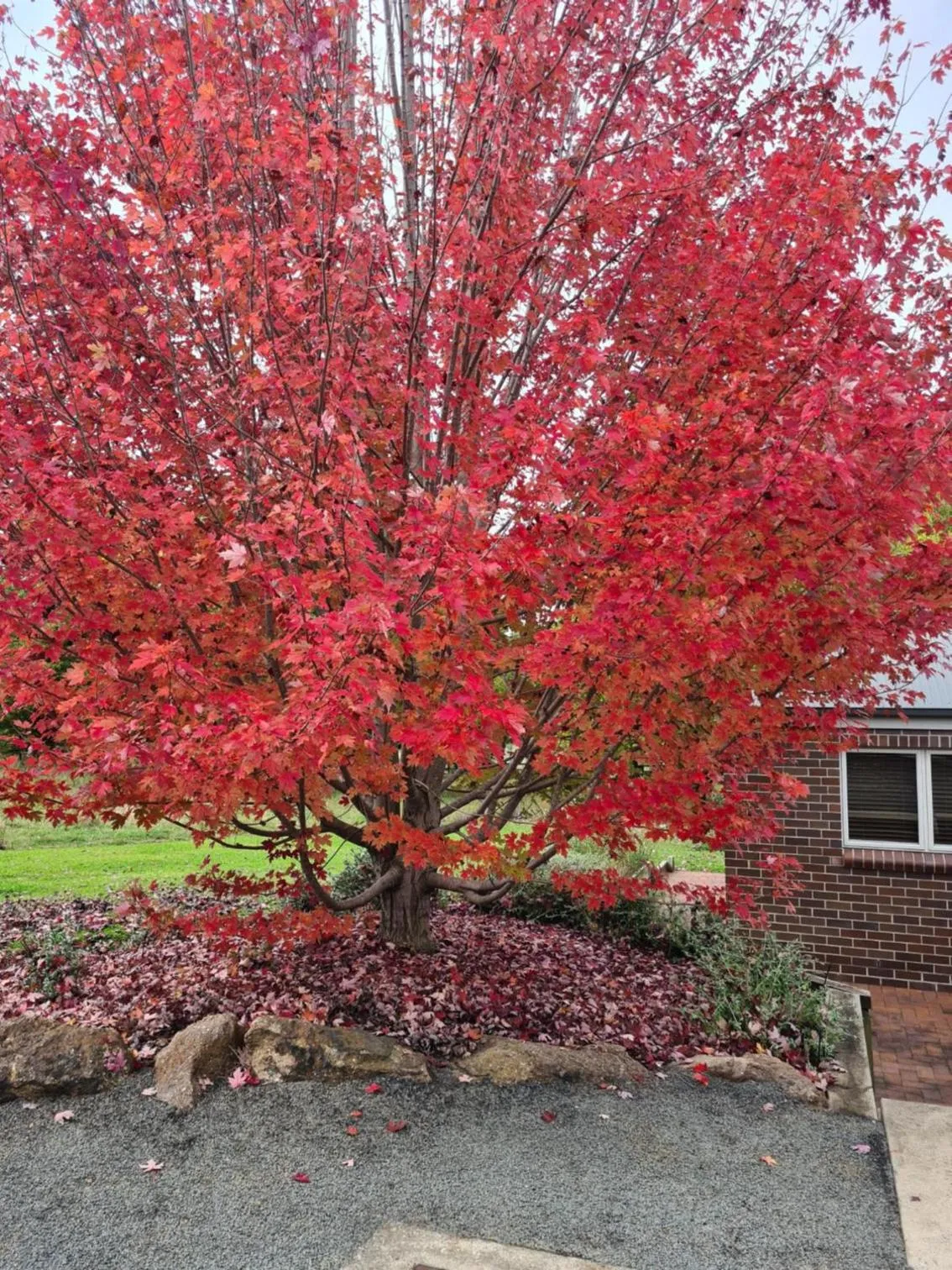 Garden view in Moore Park Apartments