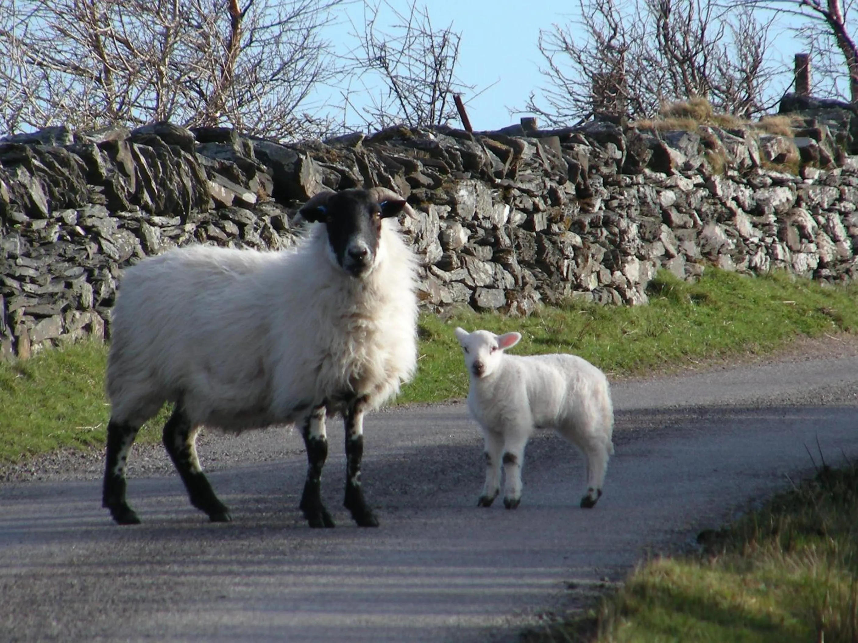 Animals in Sunnybrae, Isle of Luing