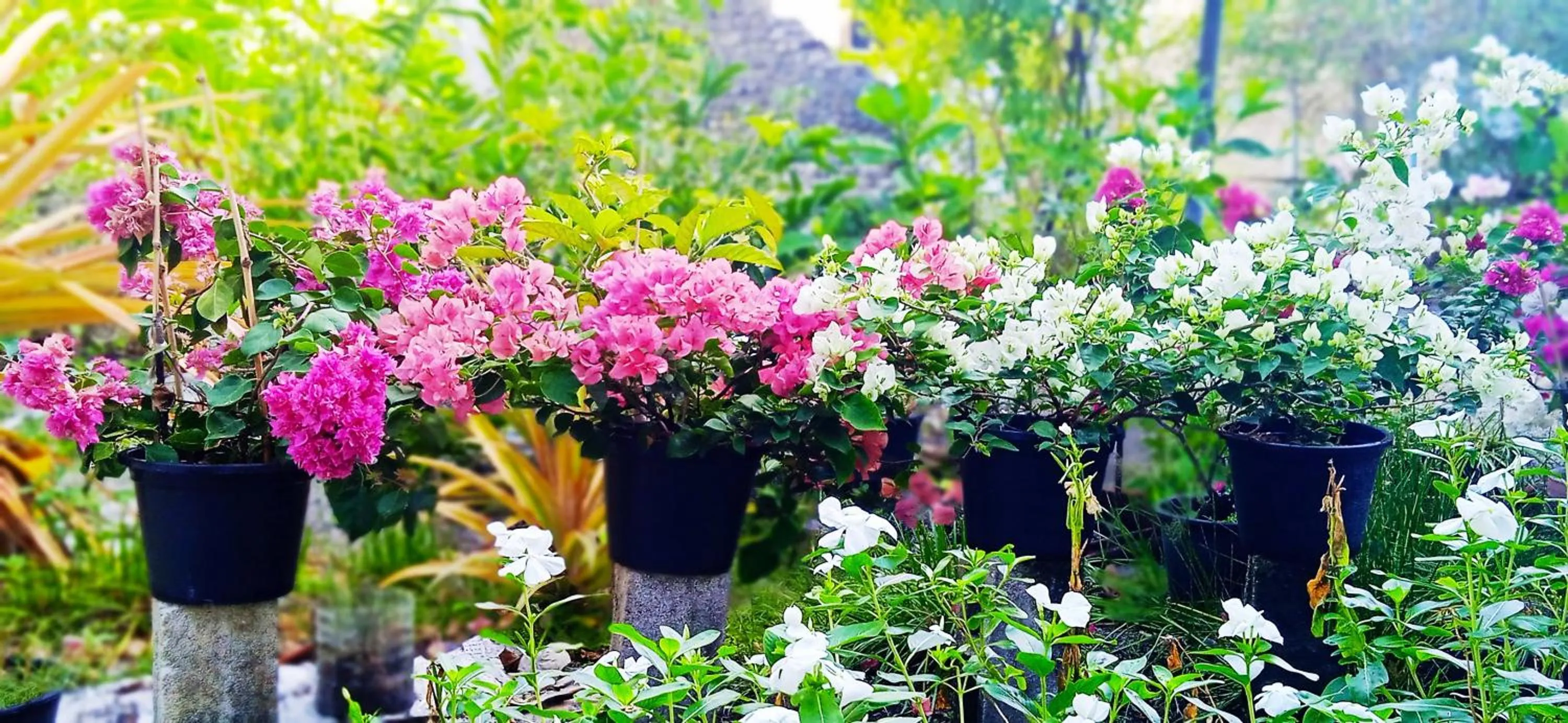 Garden in Suffix Retreat - Stay, Dive & Explore Fuvahmulah