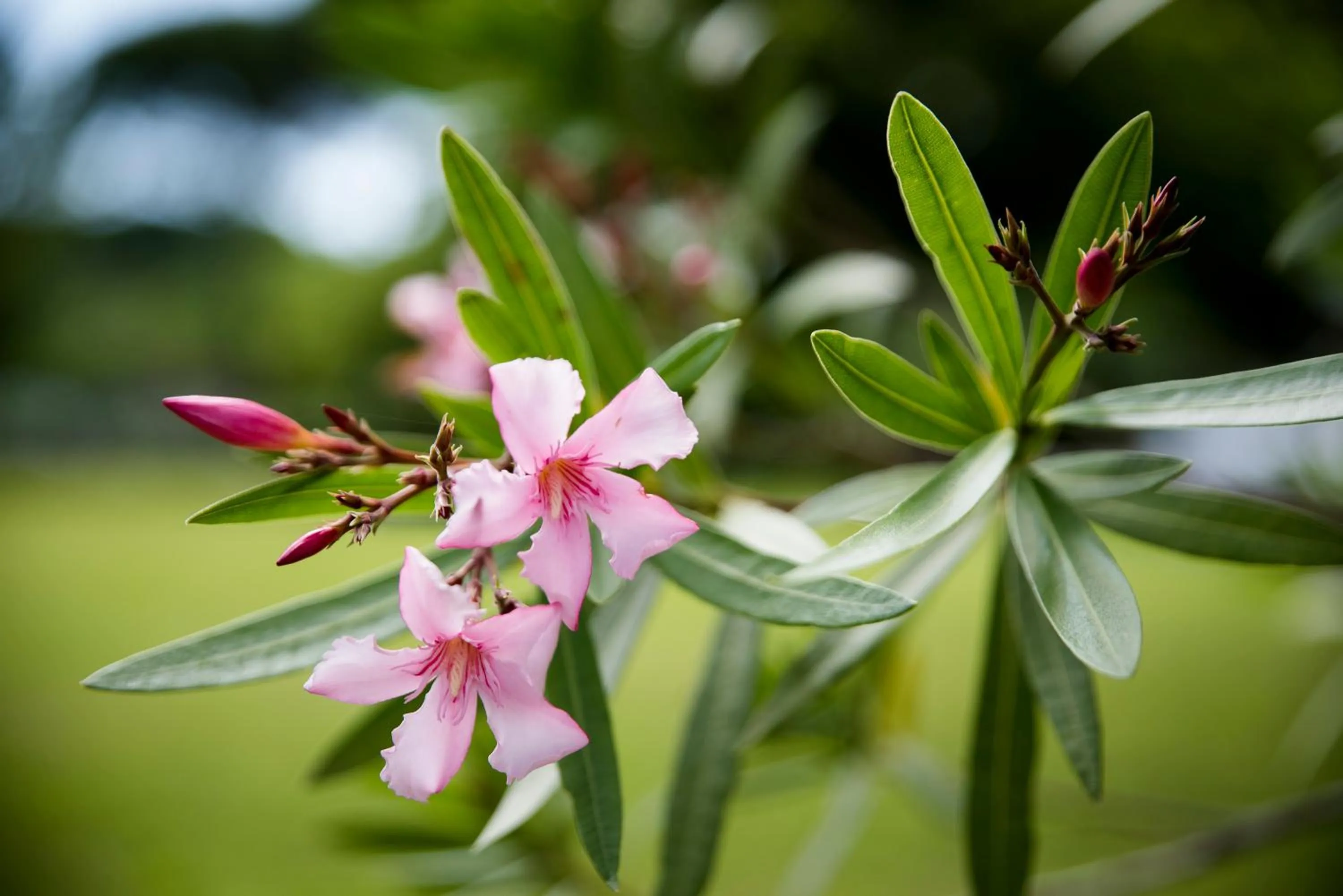 Garden in Hotel Executive