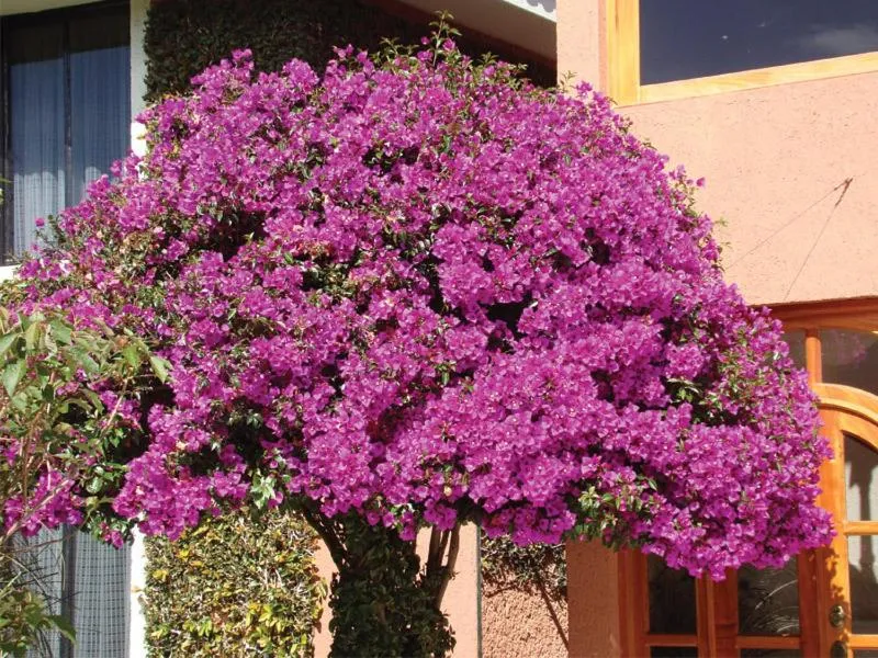 Hotel Arrecife de Coral
