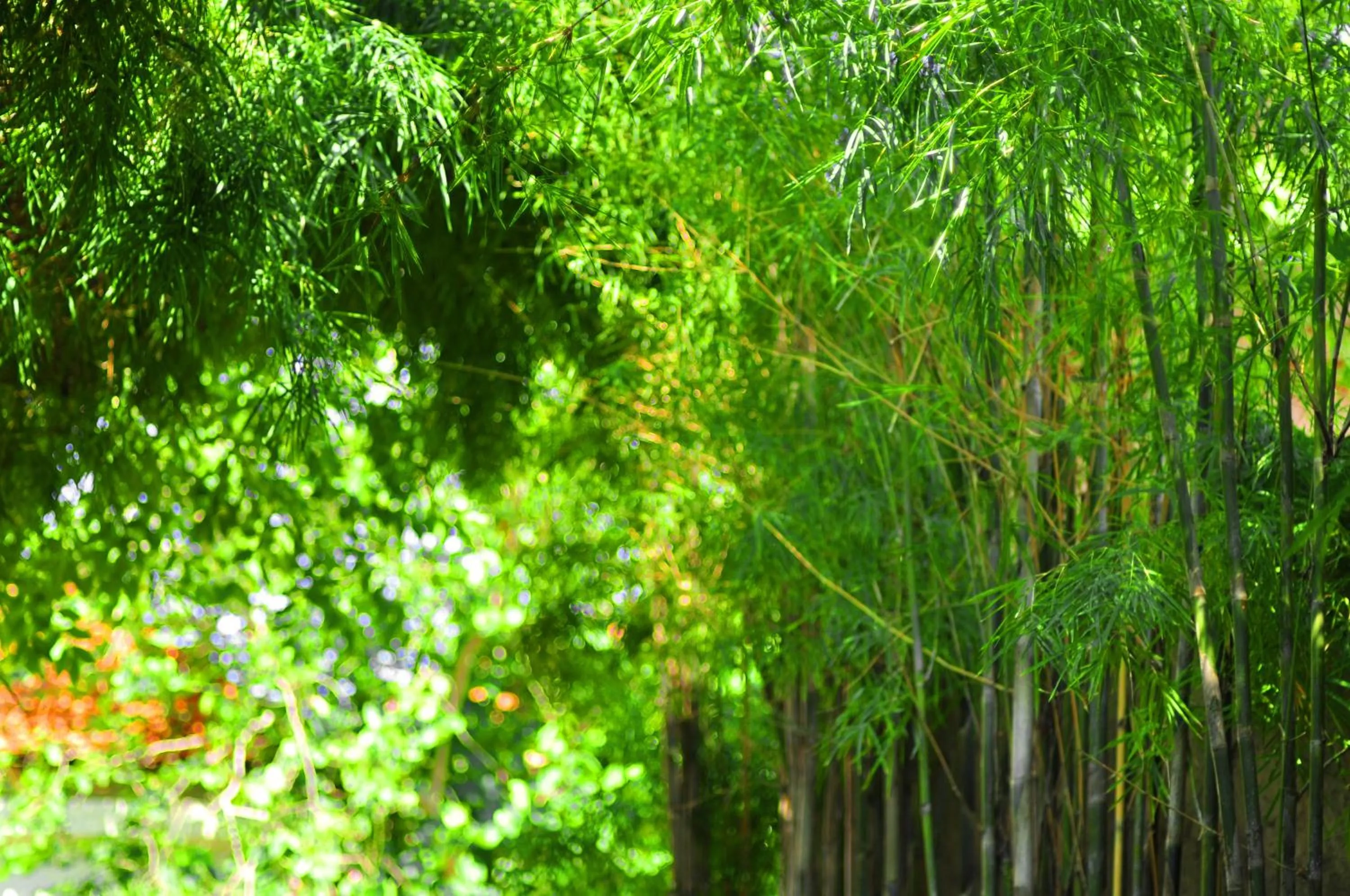 Garden in Sari Villa Sanur Beach