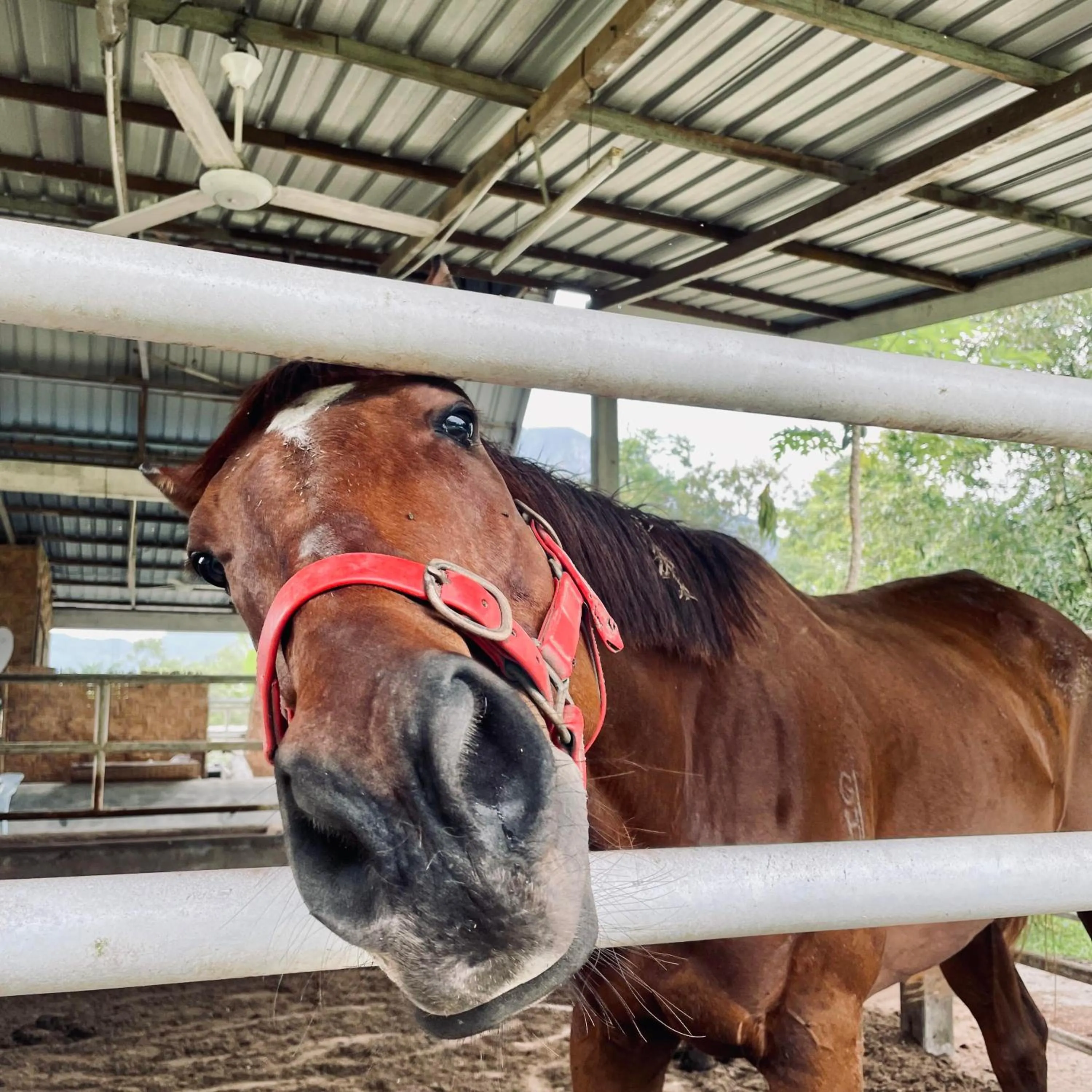 Horse-riding in Sahom Valley Resort - Agro & Eco Park