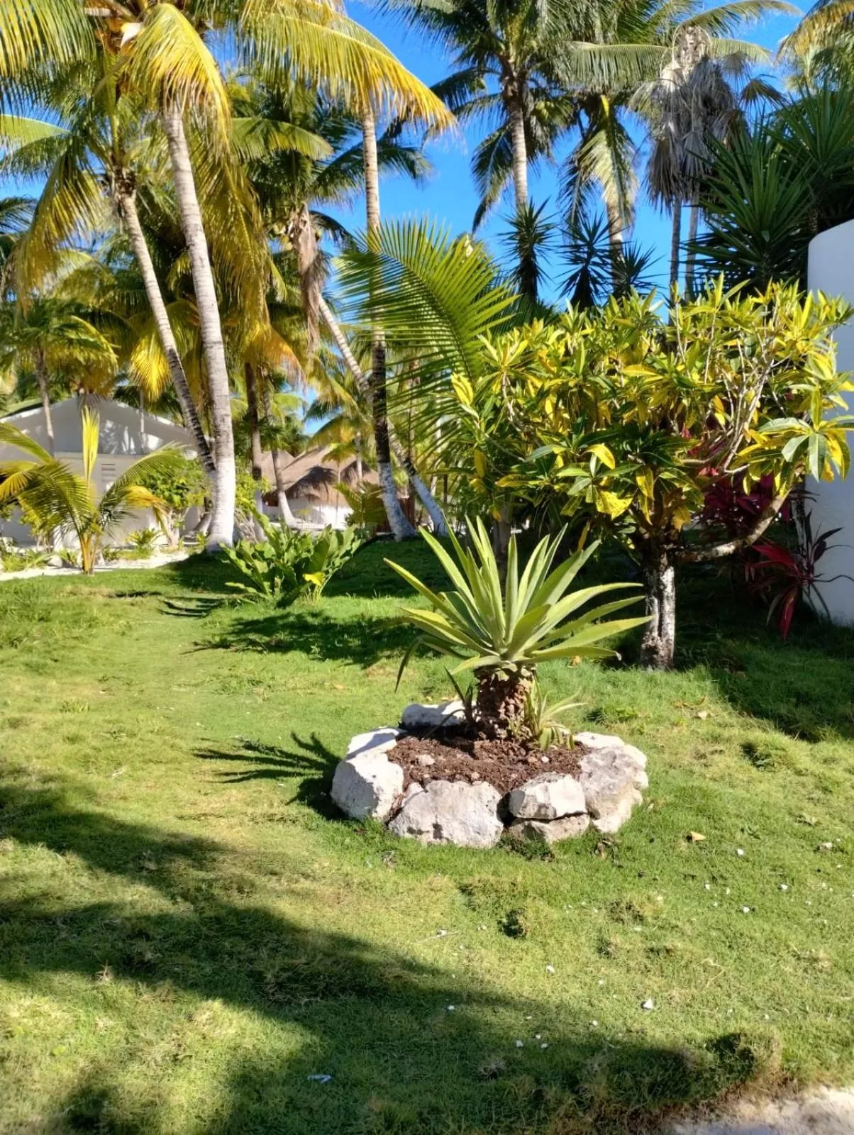 Garden view in Alito Tulum Hotel