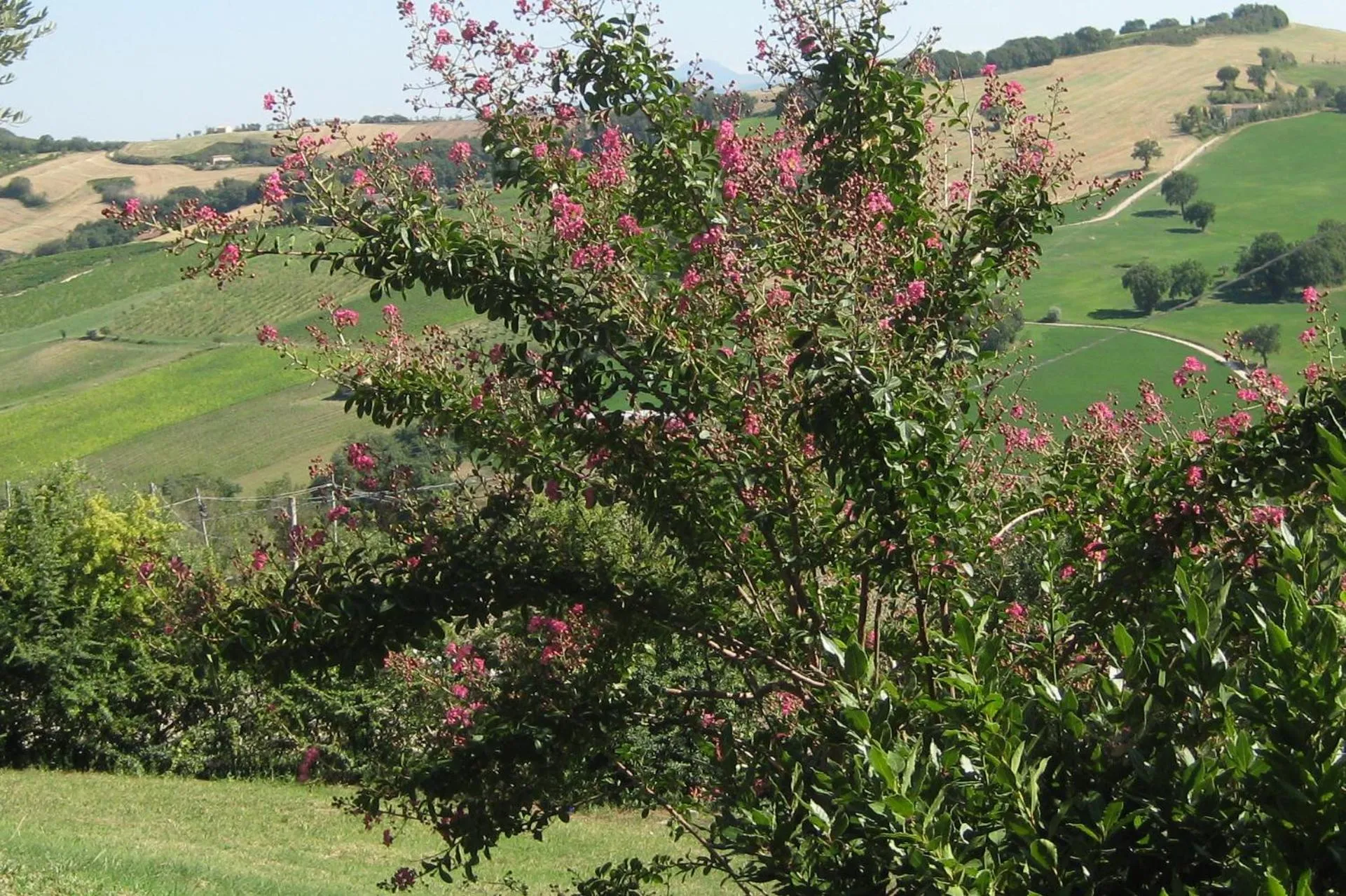 Garden in Villa Bella Rosa