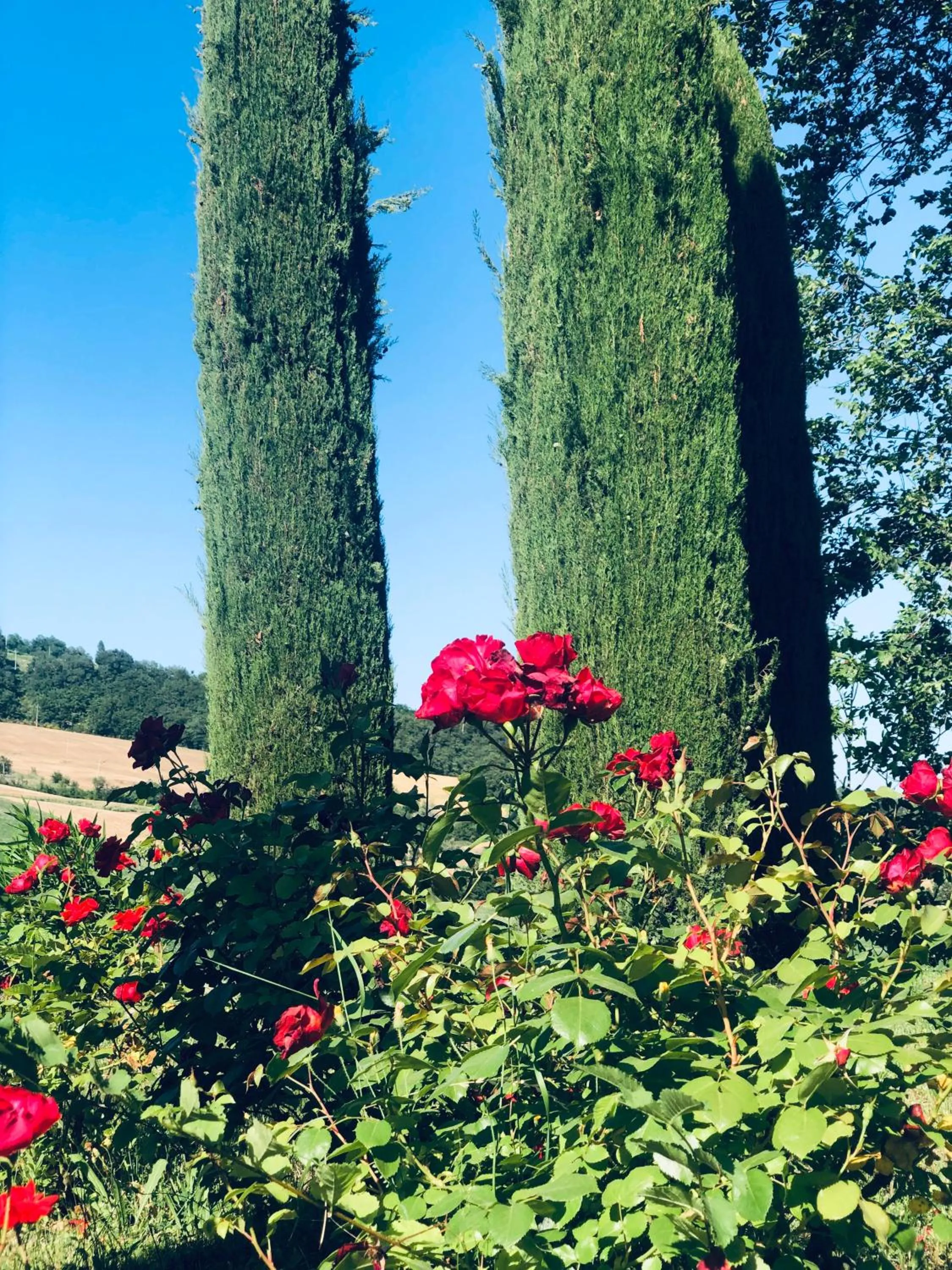 Garden in Villa Bella Rosa