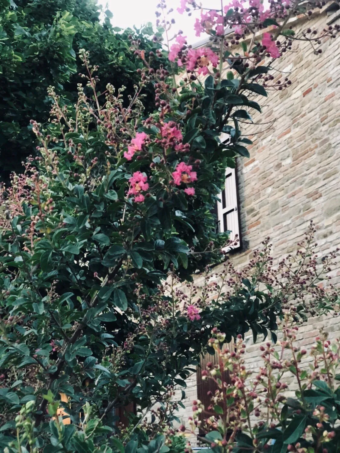 Garden in Villa Bella Rosa